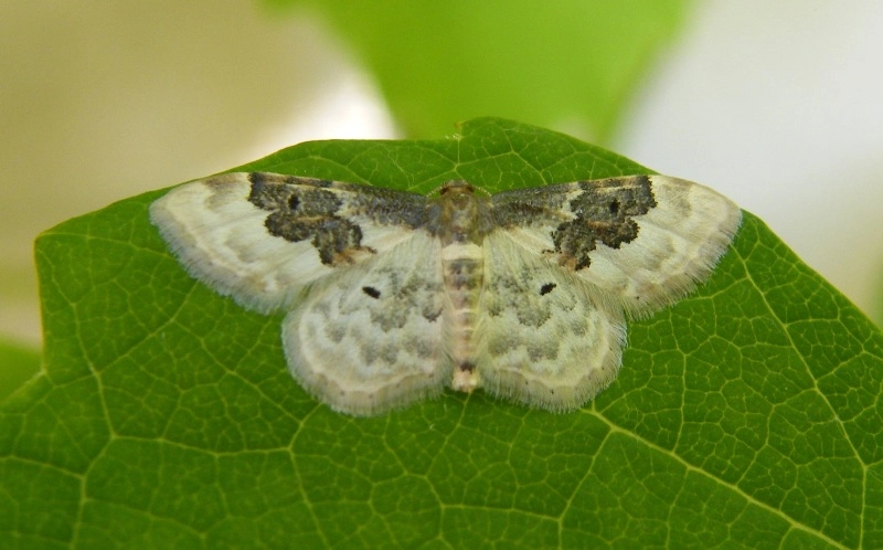 Idaerust_34636_.jpg