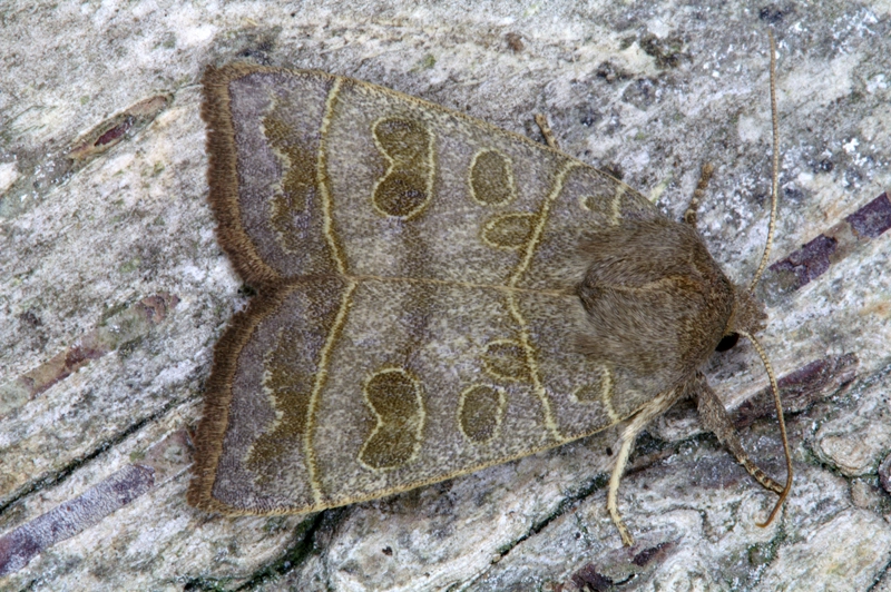 Ipimsubt_35427_.jpg