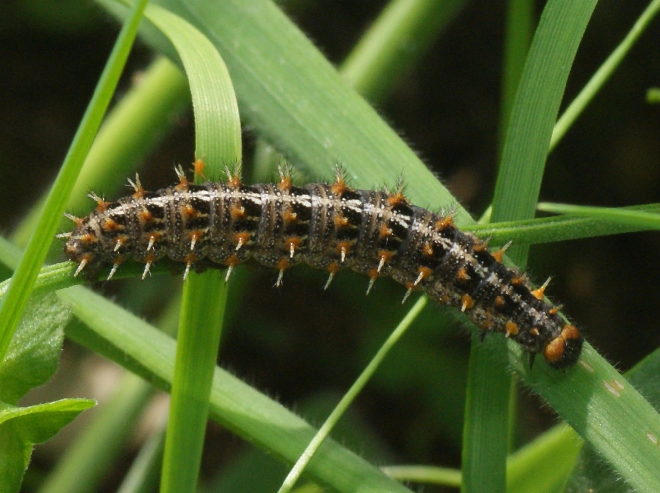 Issolath_40324_.jpg