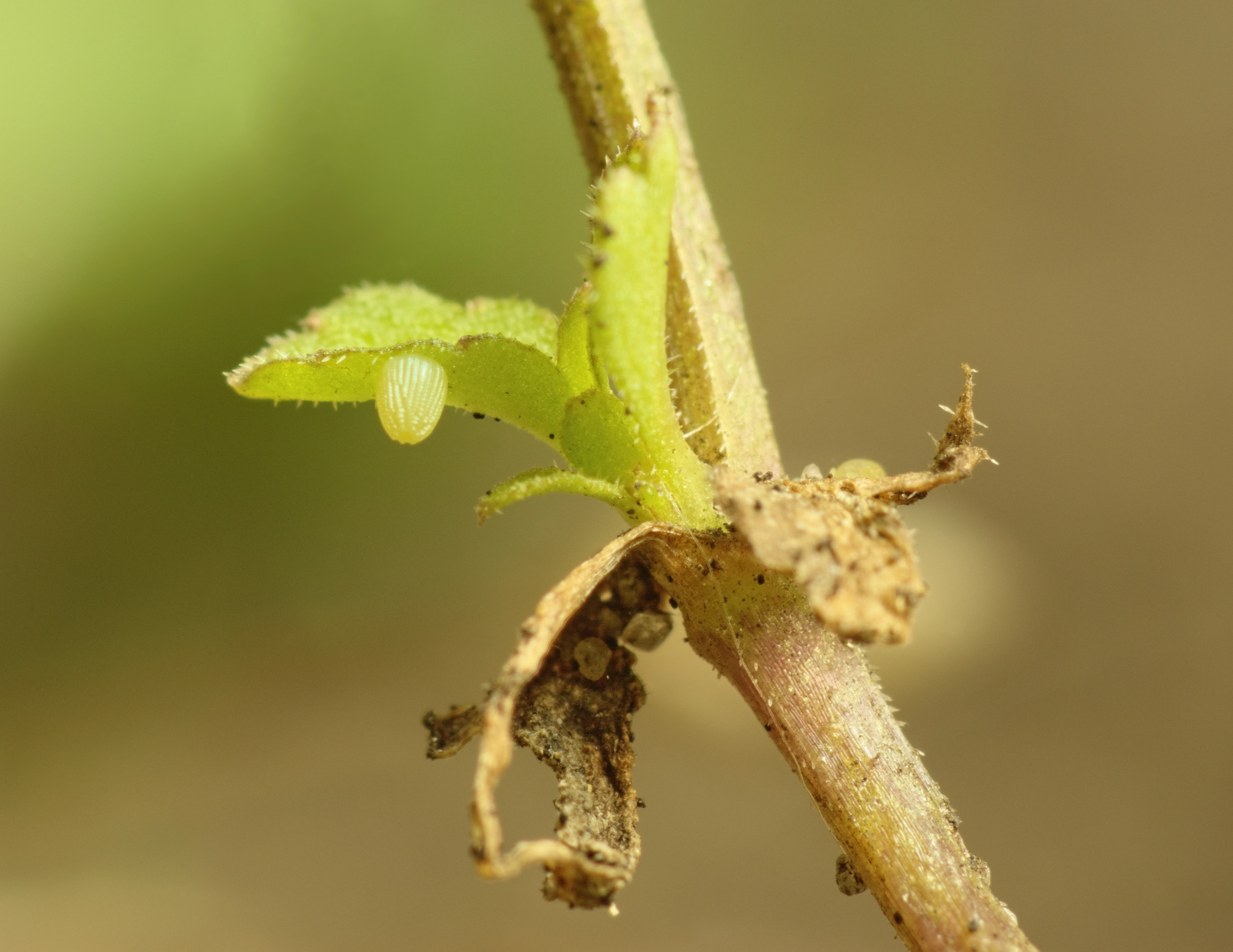 Issolath_48896_.jpg