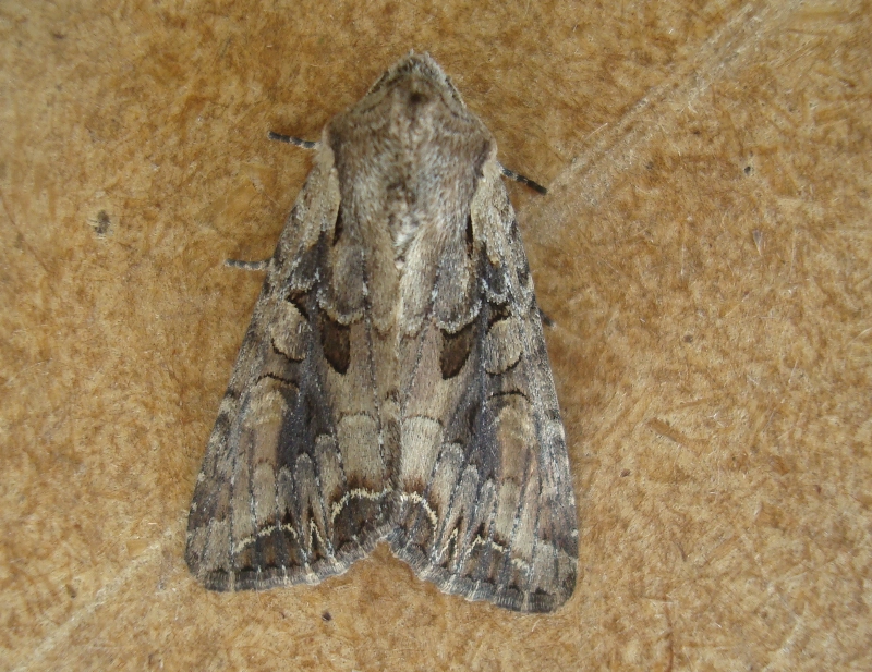Lacasuas_36825_.jpg