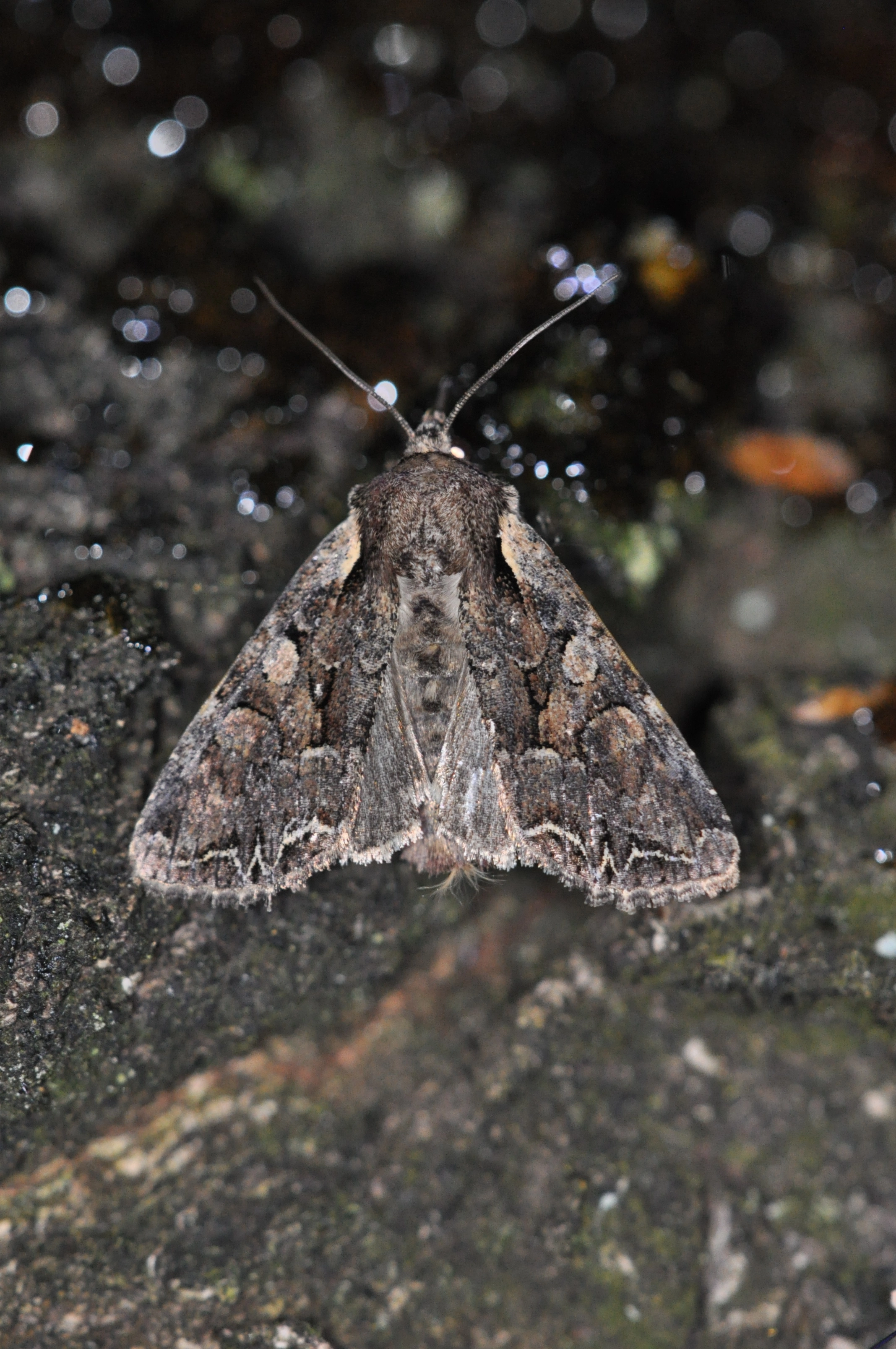 Lacathal_45709_.jpg