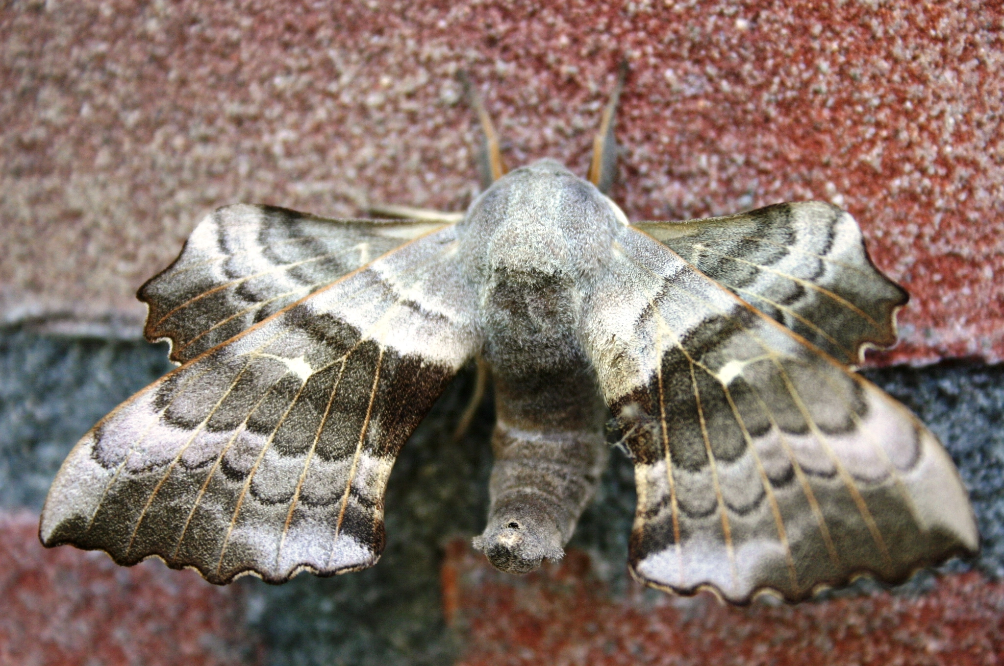 Laotpopu_43110_.jpg