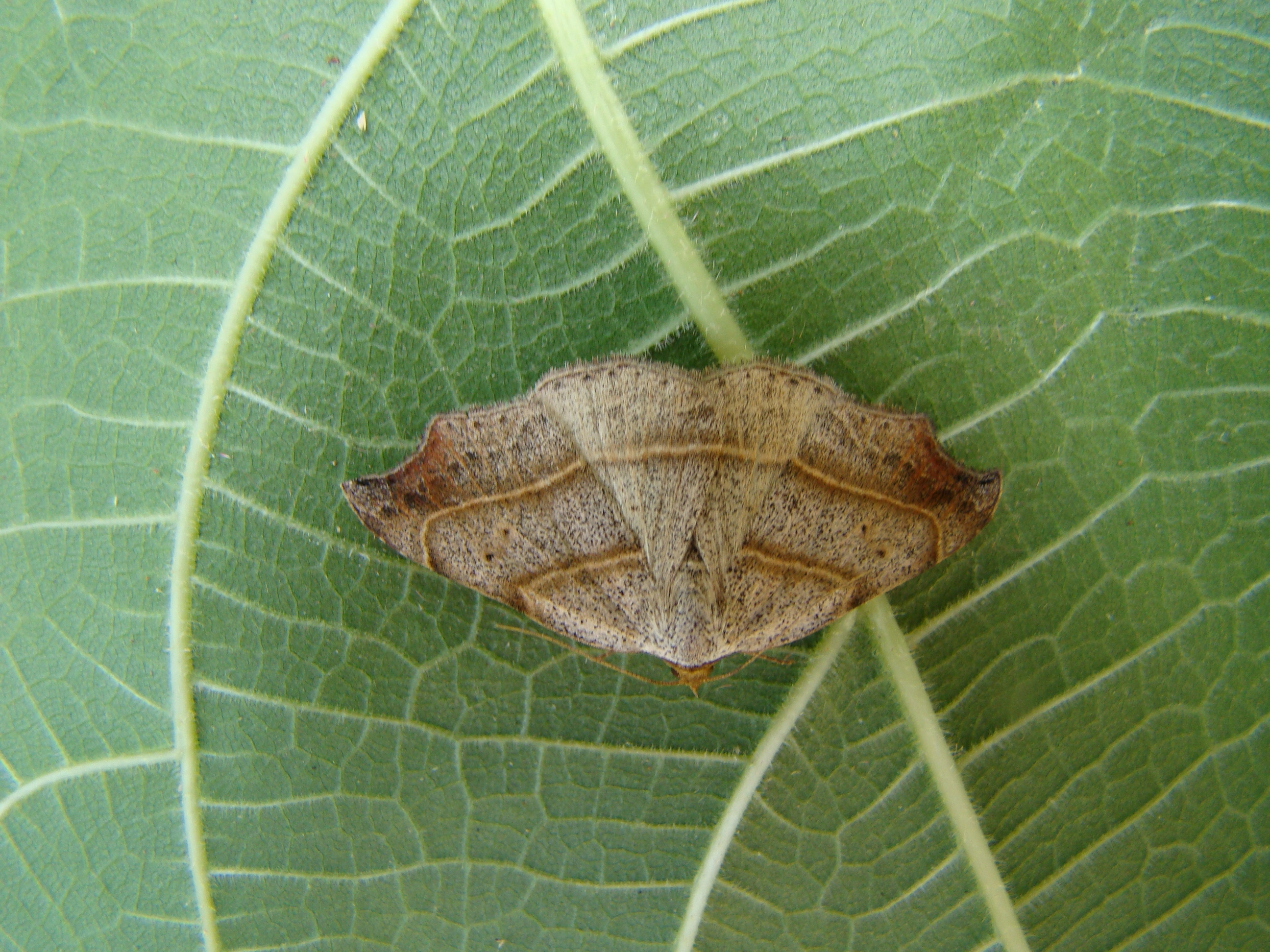 Laspflex_29085_.jpg