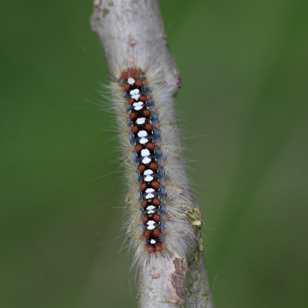 Leucsali_25860_.jpg