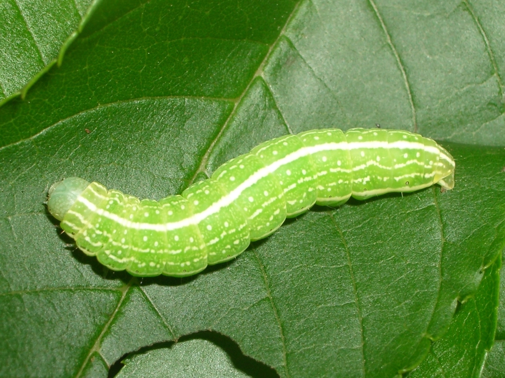 Lithsemi_47008_.jpg