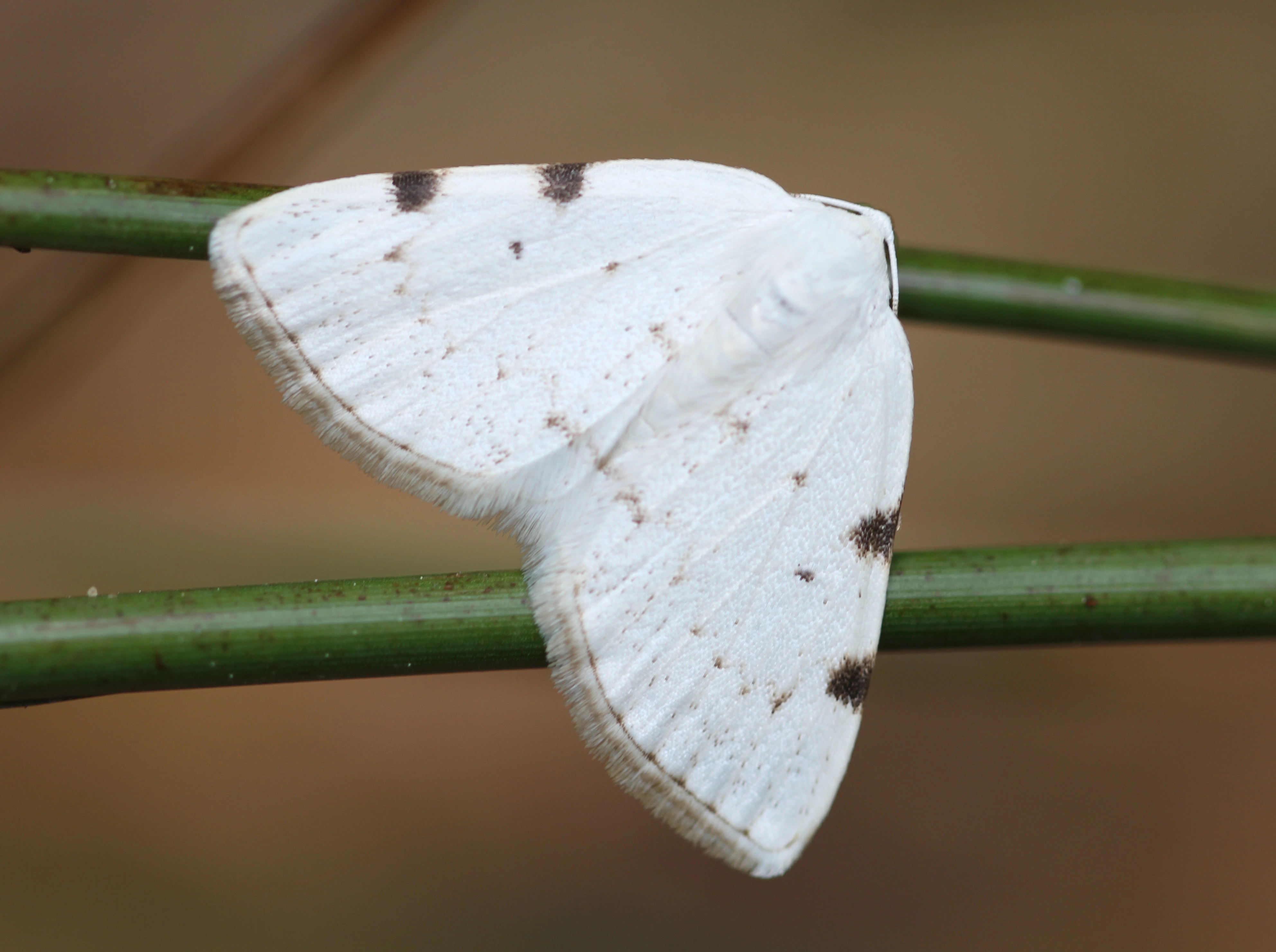 Lomobima_52661_.jpg