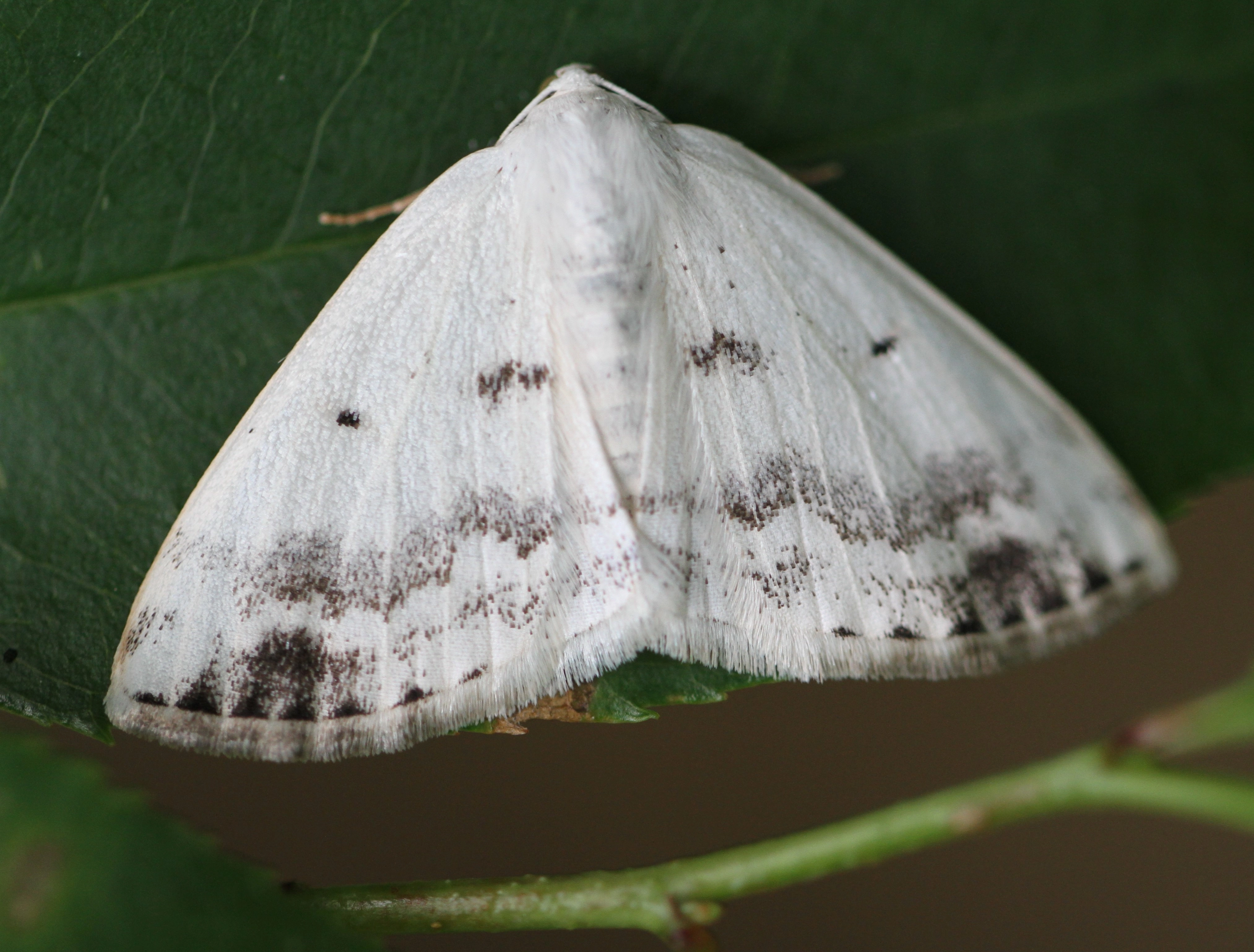 Lomoteme_52847_.jpg