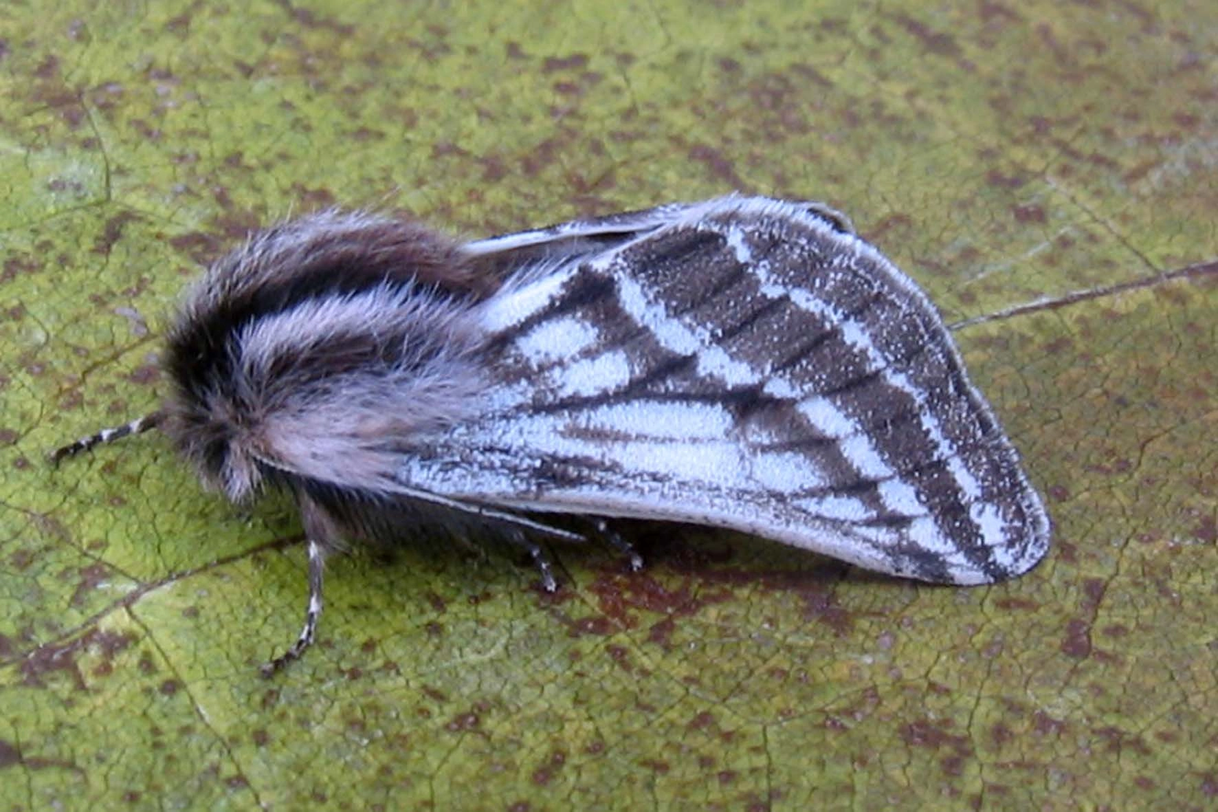 Lycizona_38693_.jpg