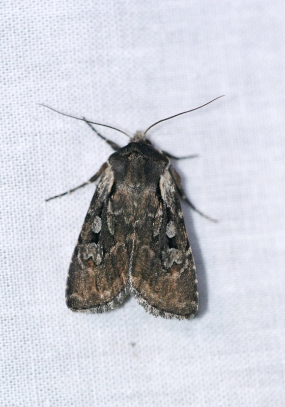 Lycomolo_43428_.jpg