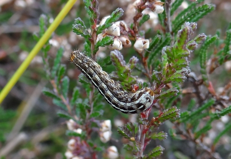 Lycoporp_42350_.jpg