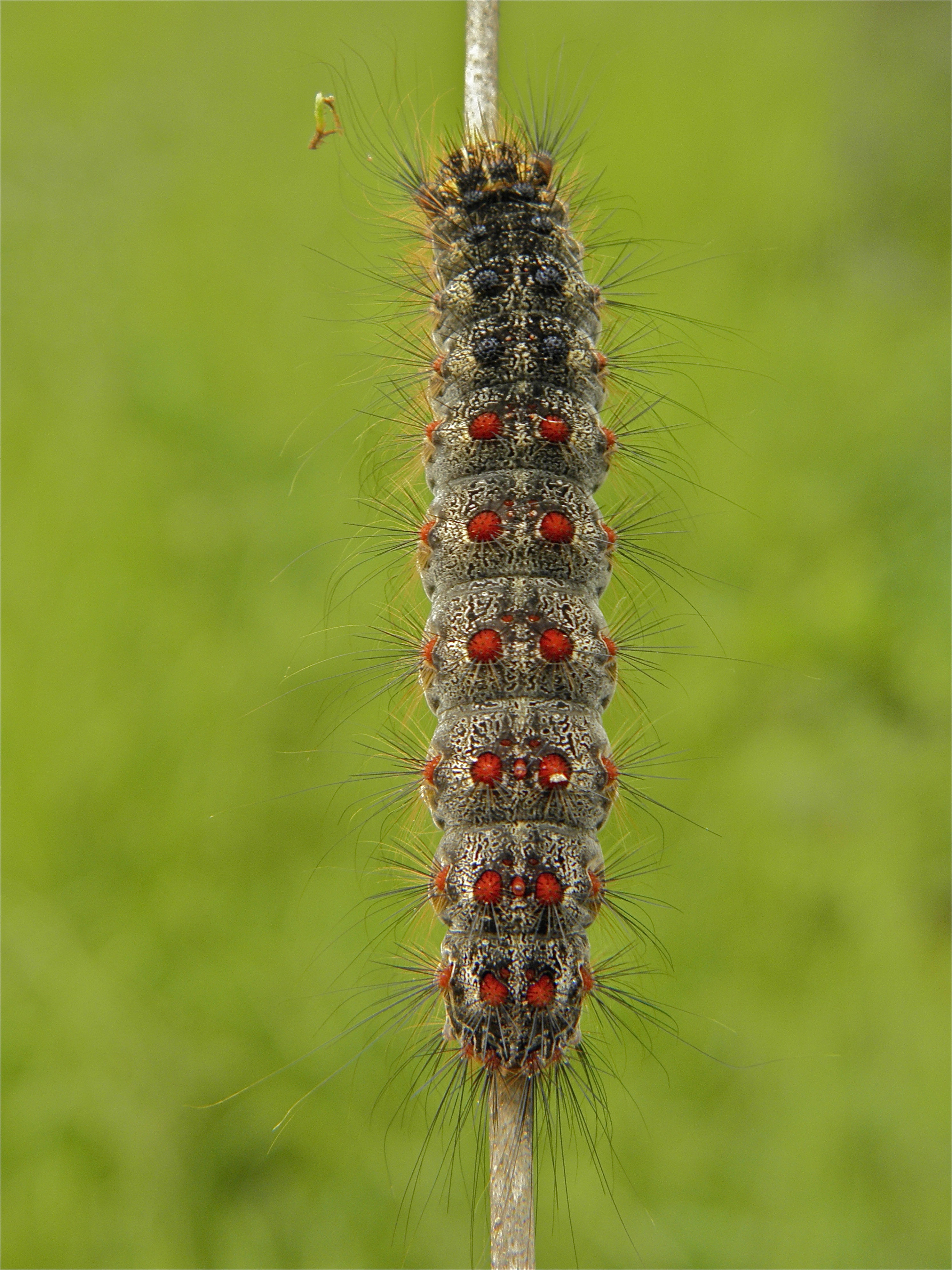 Lymadisp_44745_.jpg