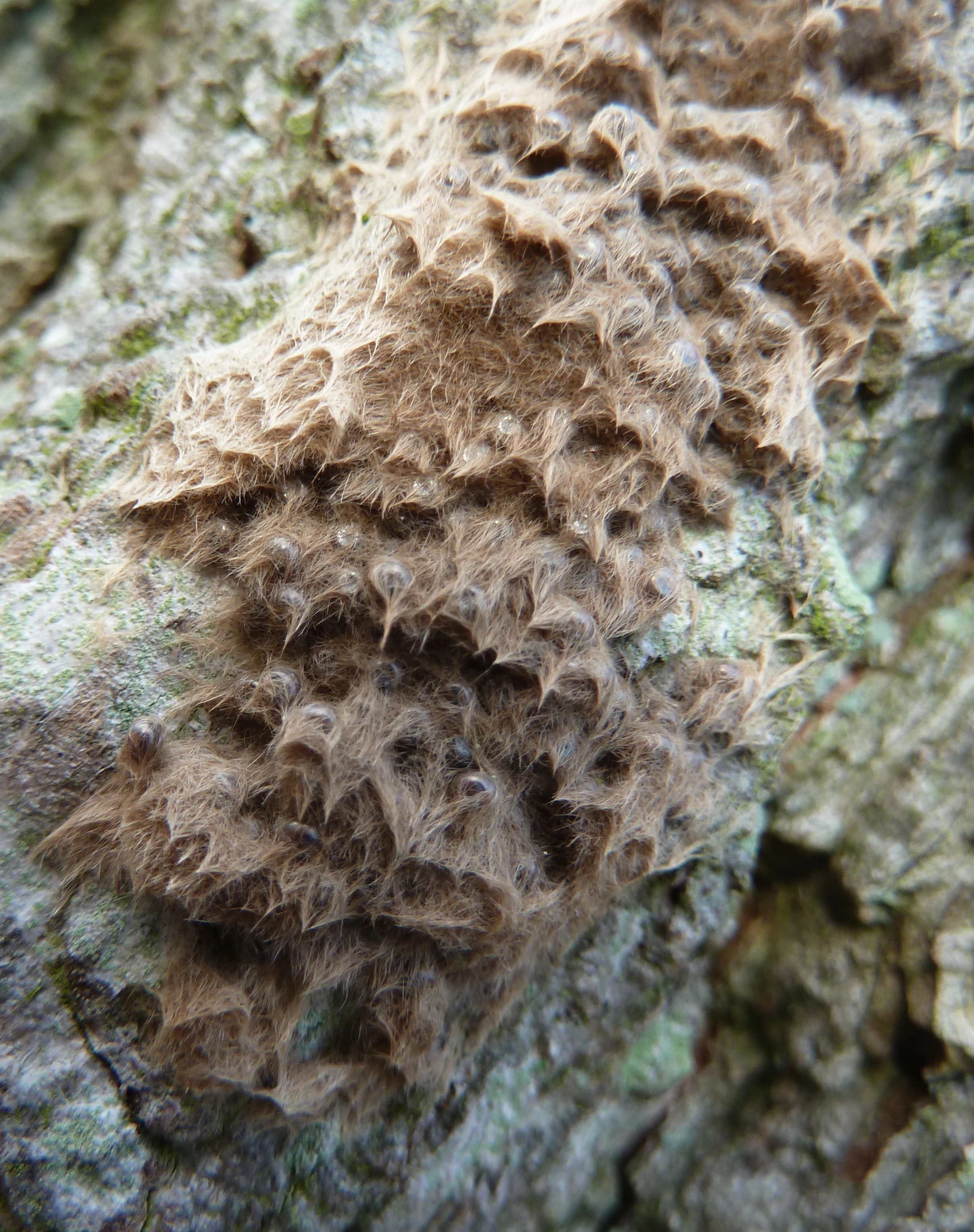 Lymadisp_50384_.jpg