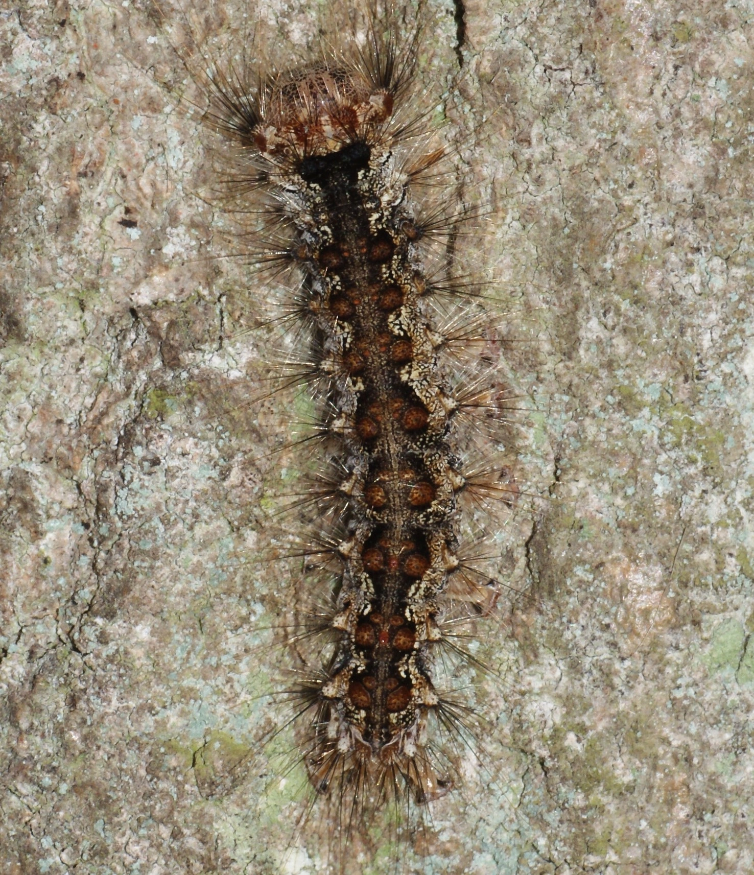 Lymamona_39416_.jpg