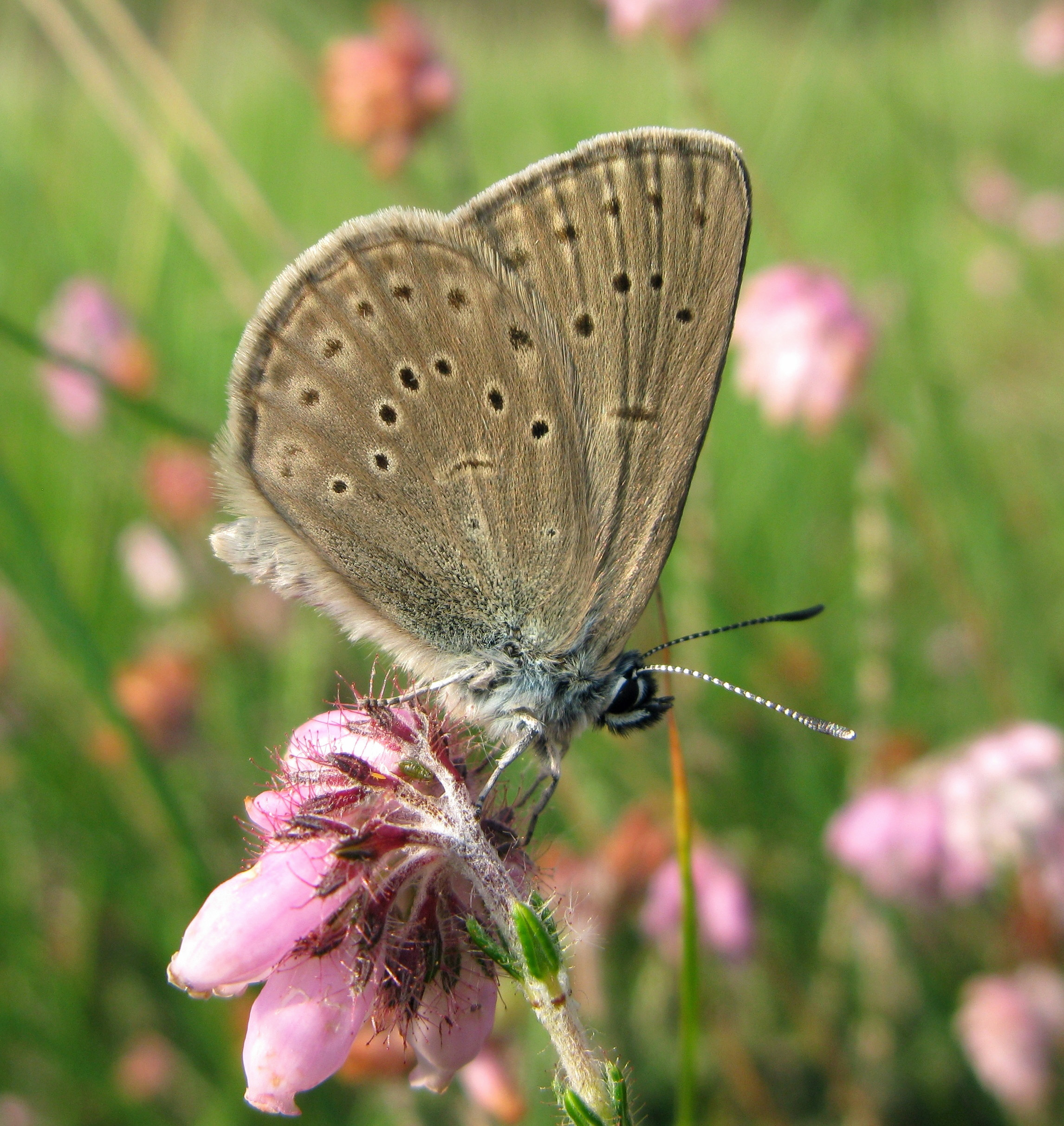 Marian Schut, Hoge Veluwe, 12 juli 2010