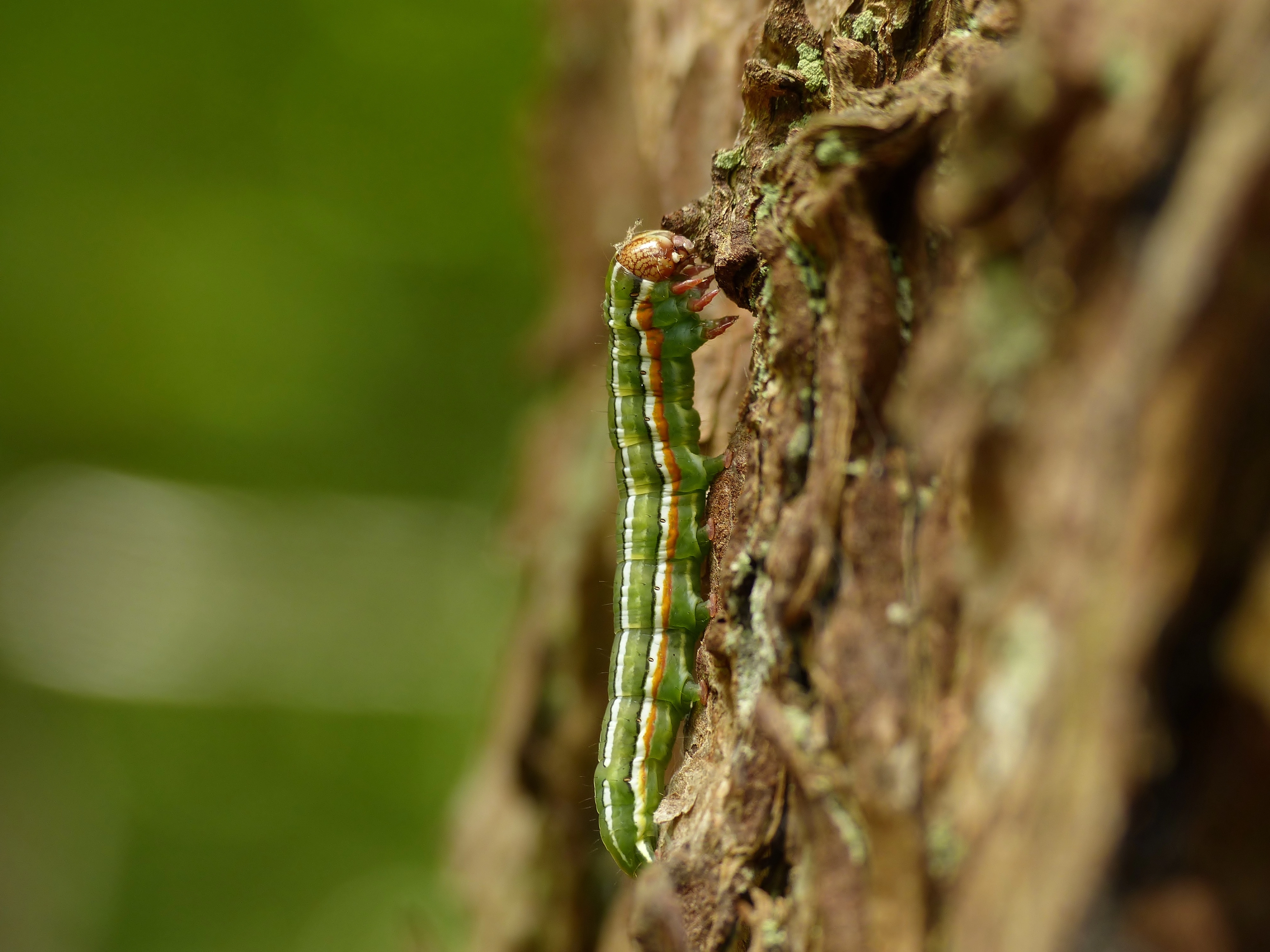 Panoflam_54168_.jpg