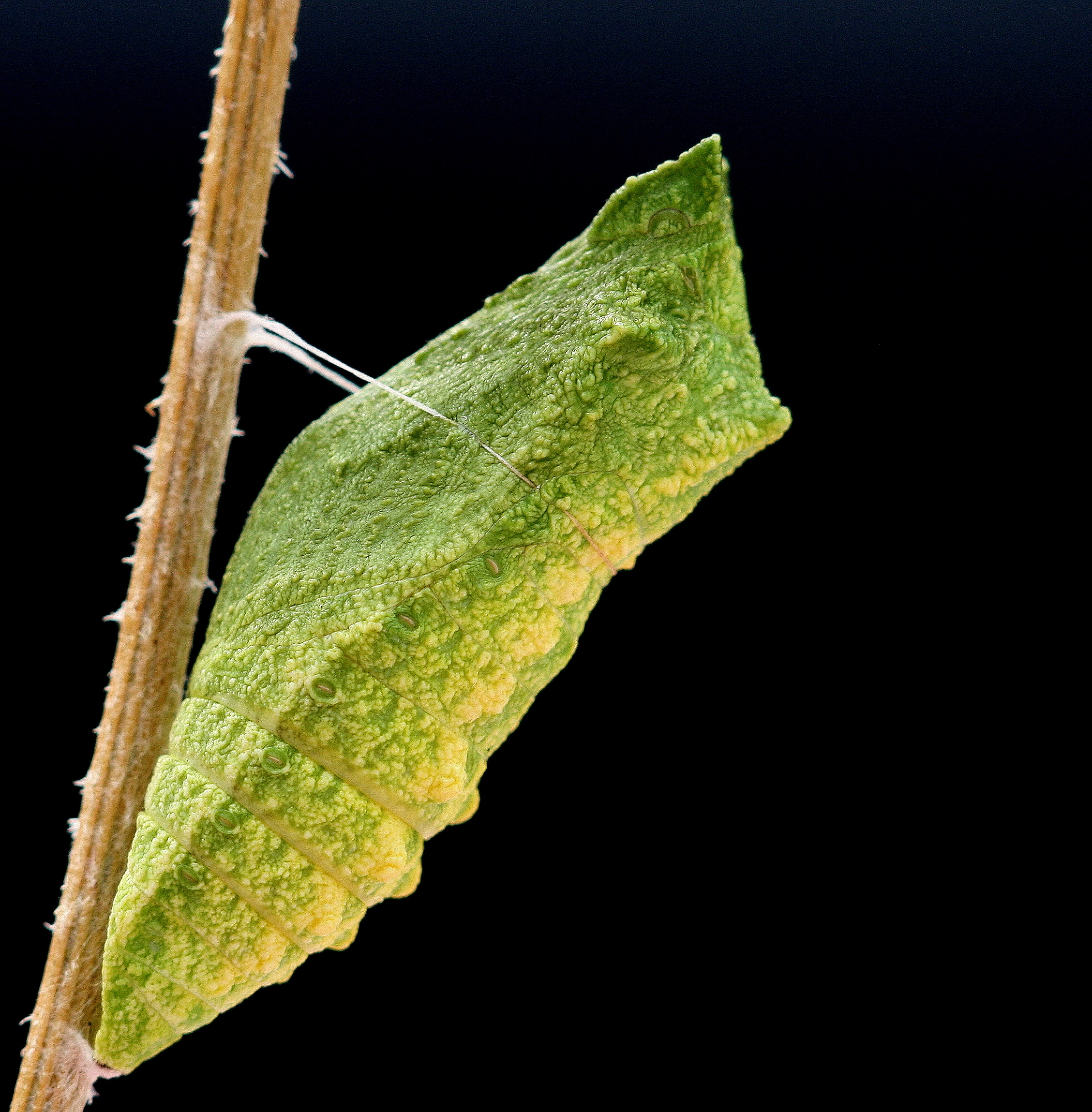 Papimach_38641_.jpg