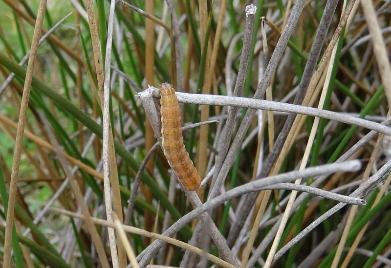 Paraglar_43570_.jpg