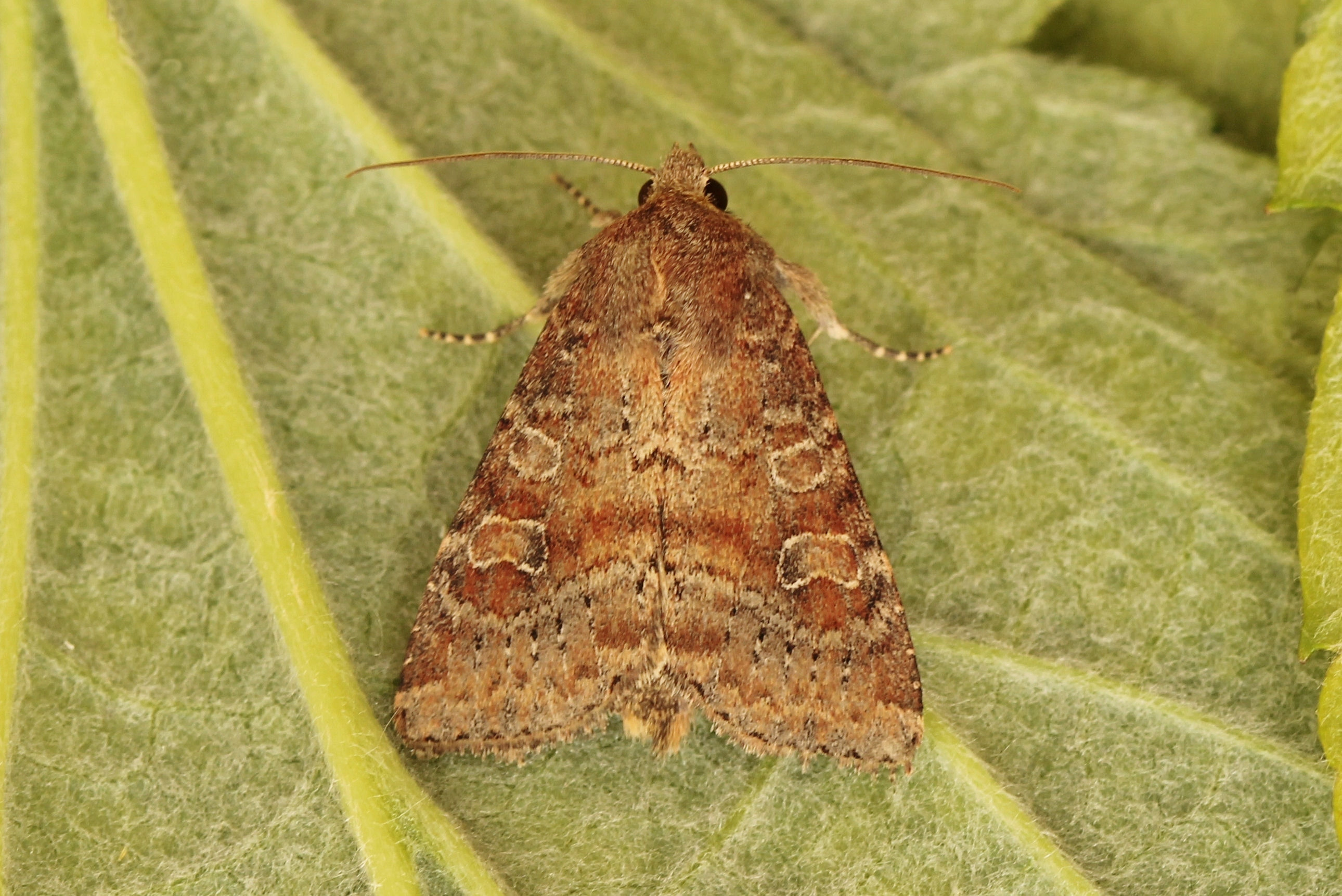 Parasusp_47886_.jpg