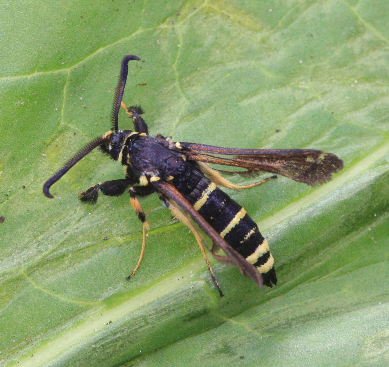Parataba_23255_.jpg