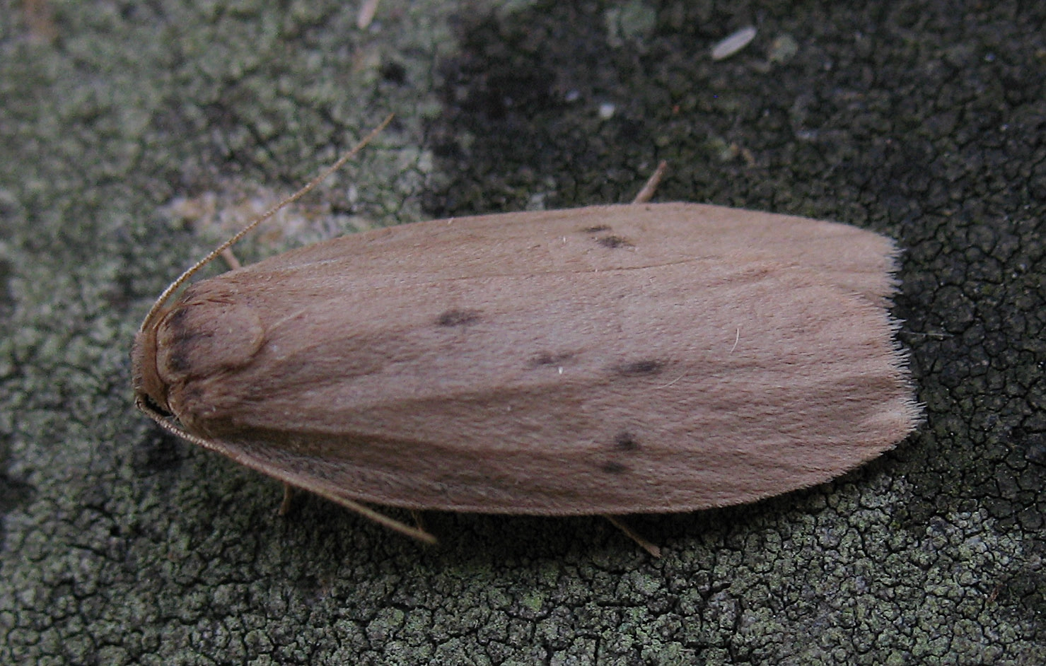 Peloobtu_32644_.jpg