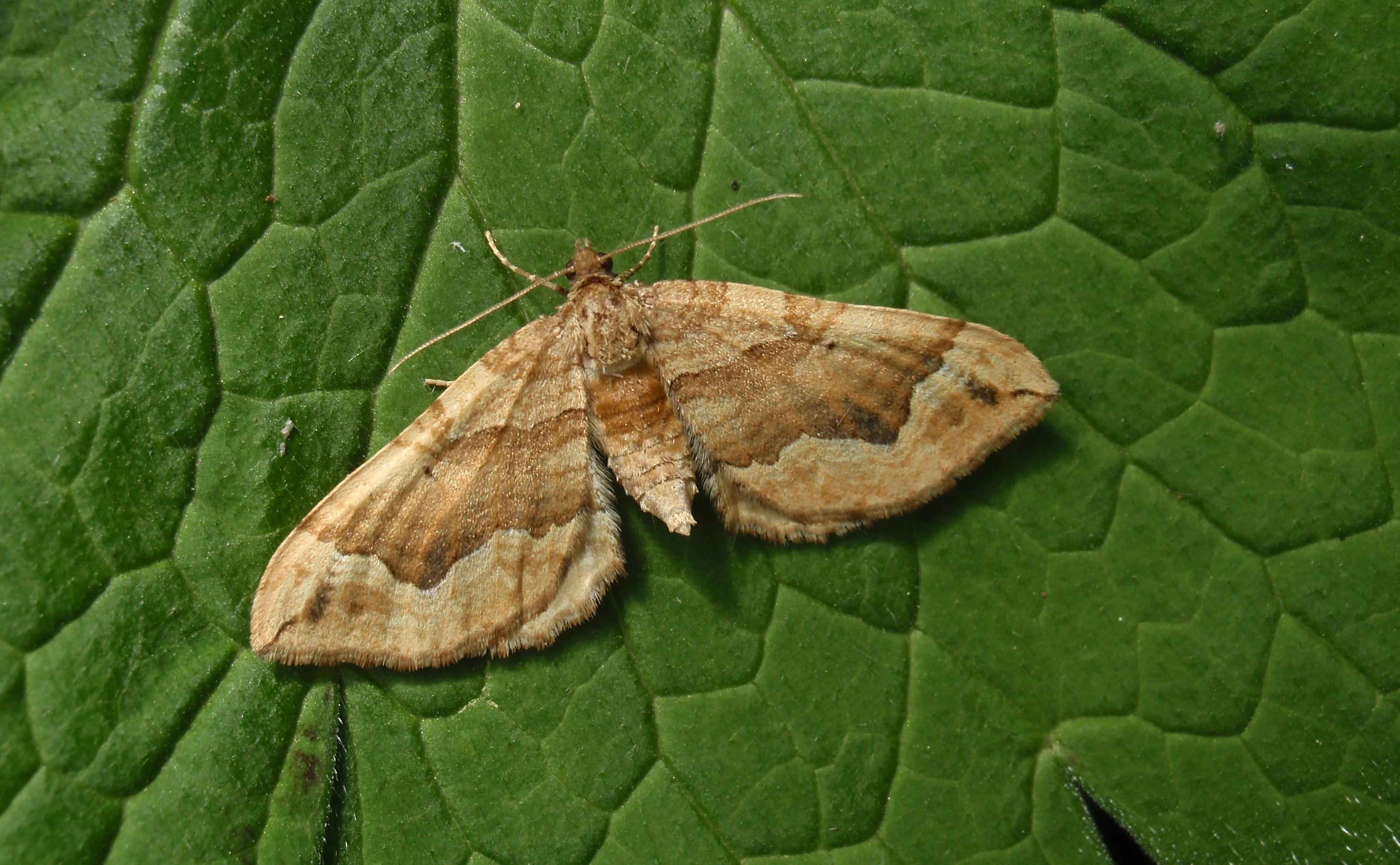 Pelucomi_45533_.jpg