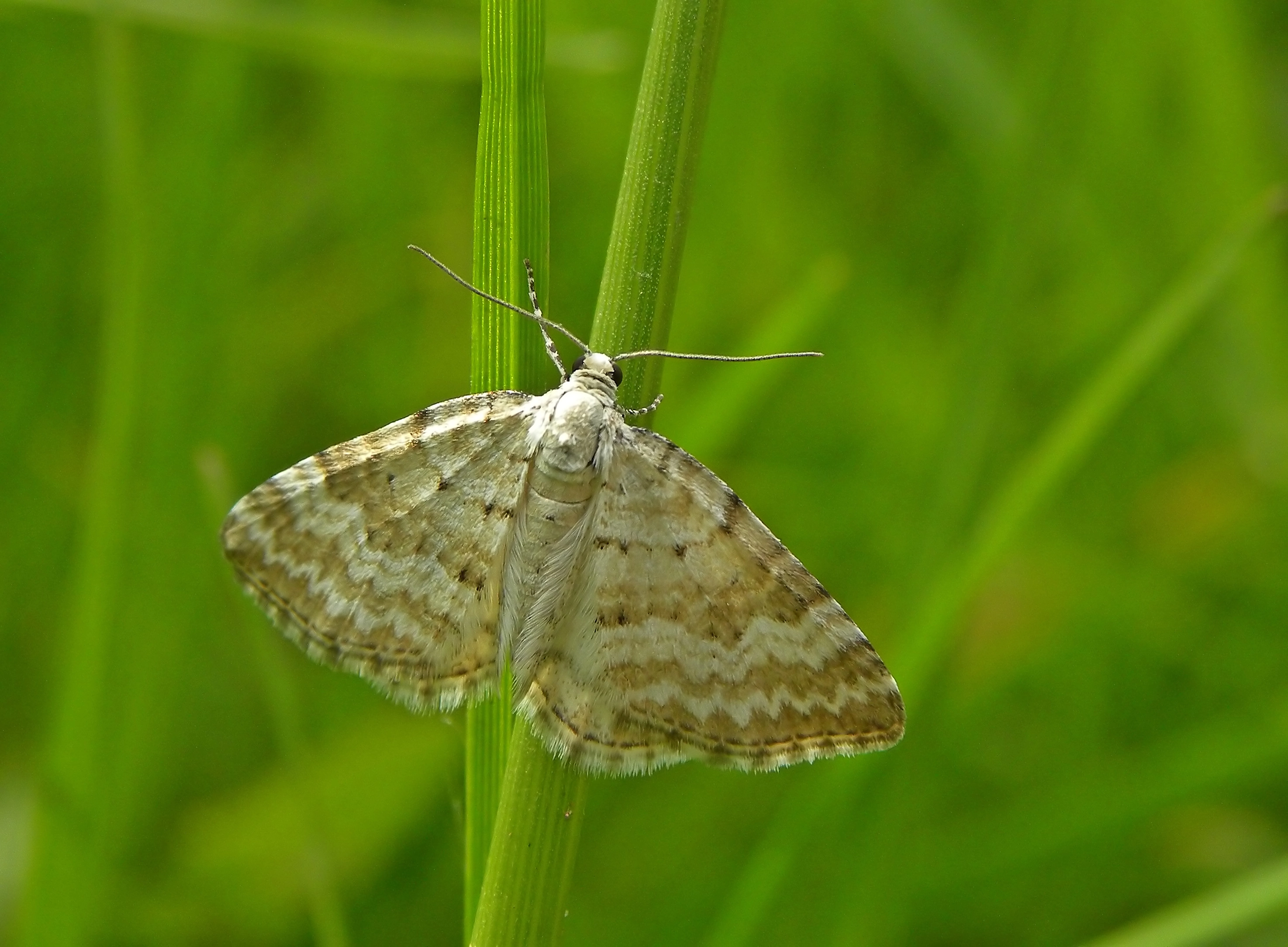 Perialbu_34581_.jpg