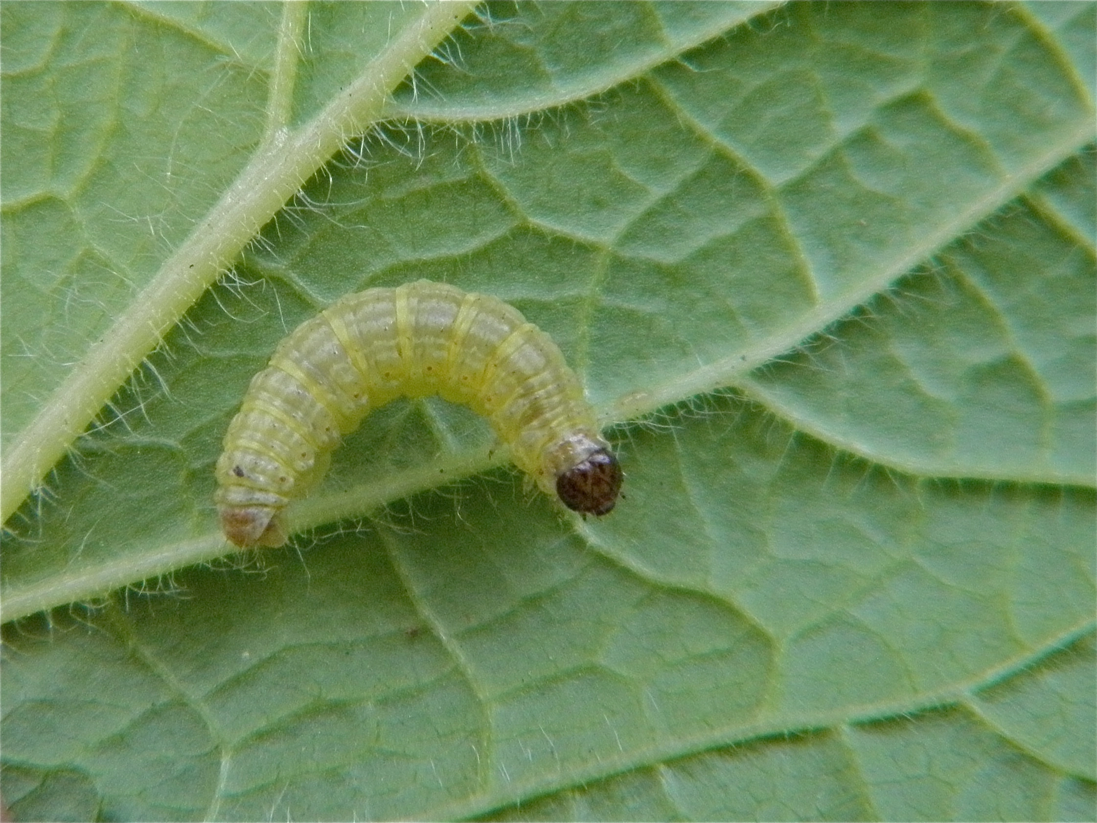 Perialch_49520_.jpg