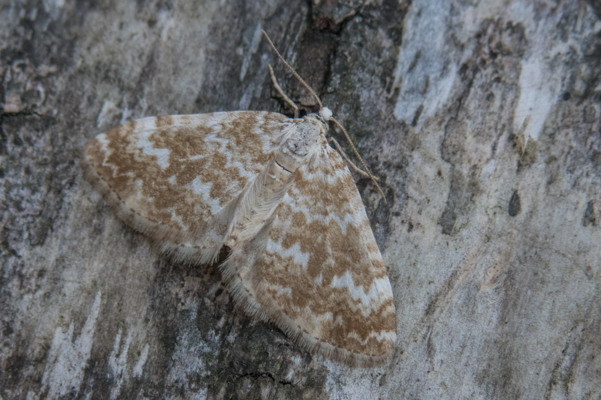 Periflav_54684_.jpg