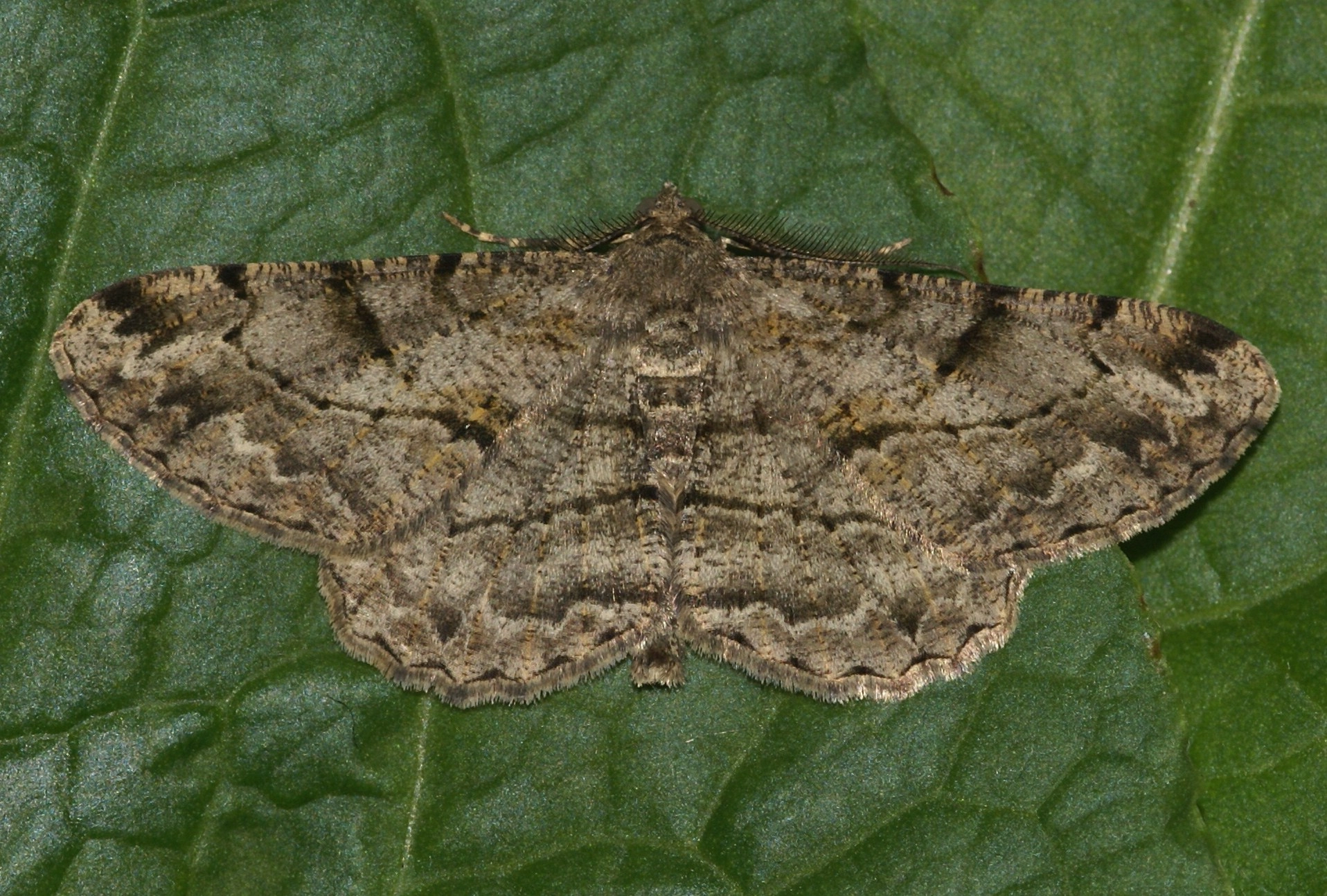 Perirhom_35177_.jpg