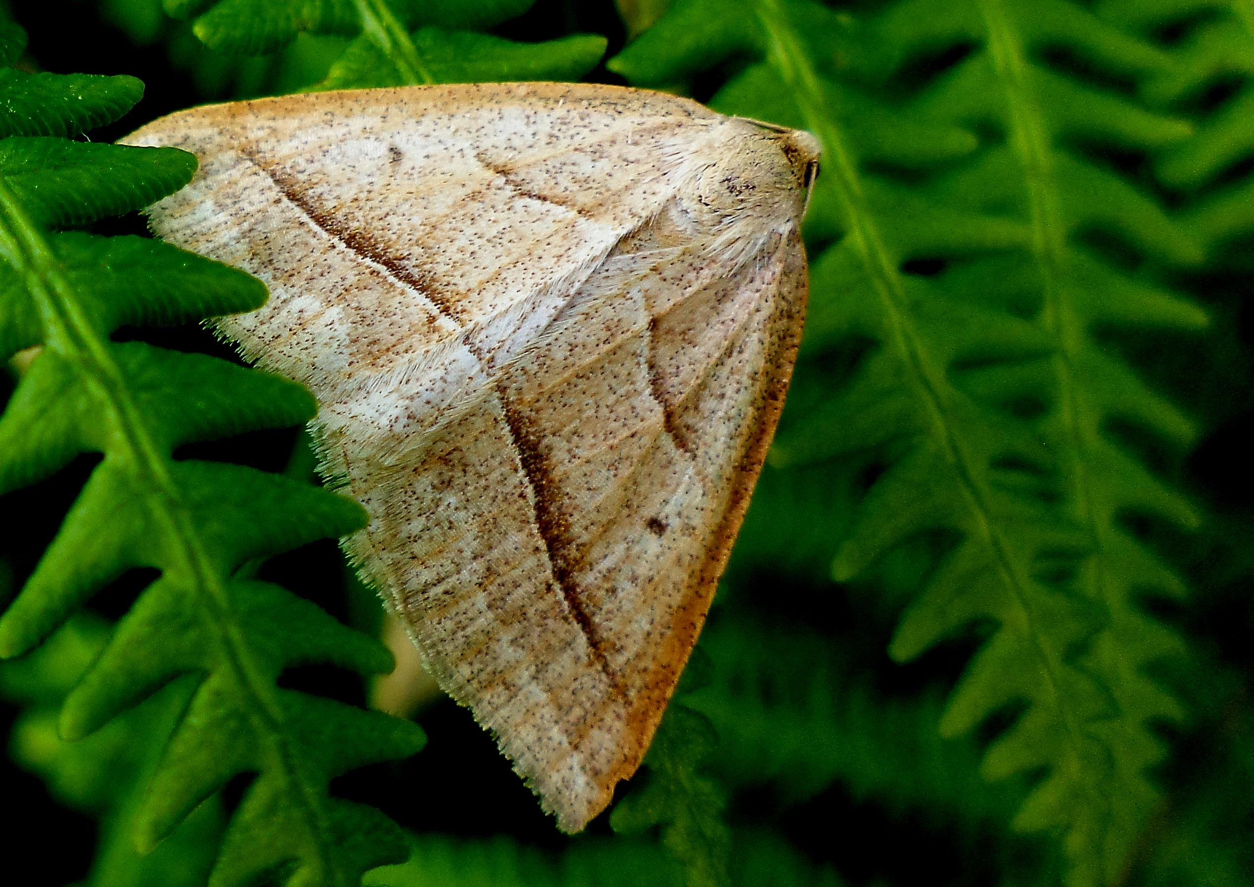 Petrchlo_53890_.jpg
