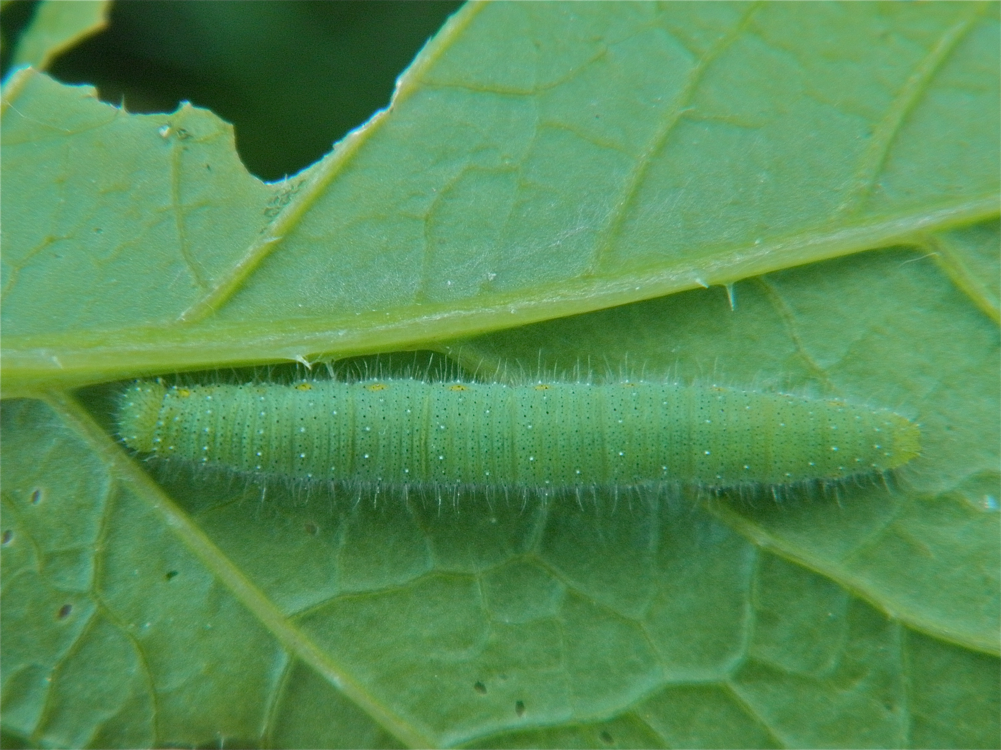 Piernapi_50994_.jpg
