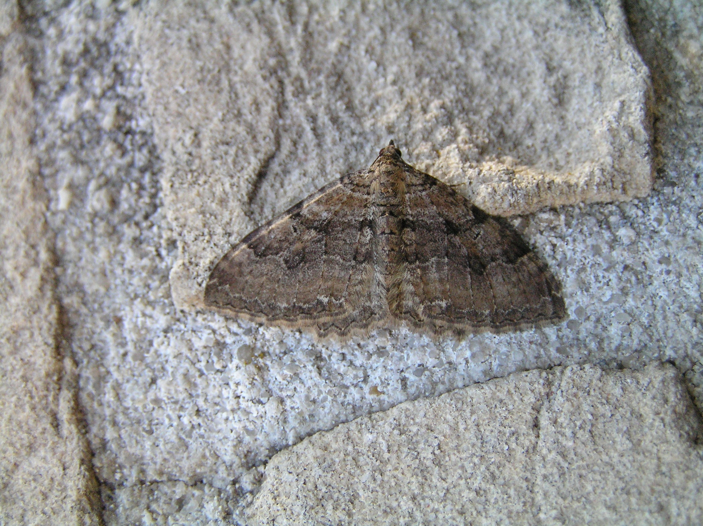 Rheucerv_33858_.jpg