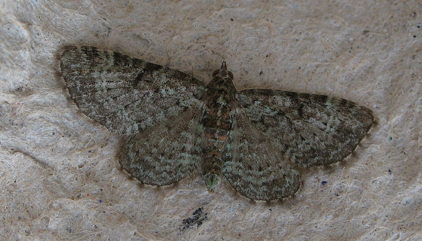 Rhinchlo_32646_.jpg