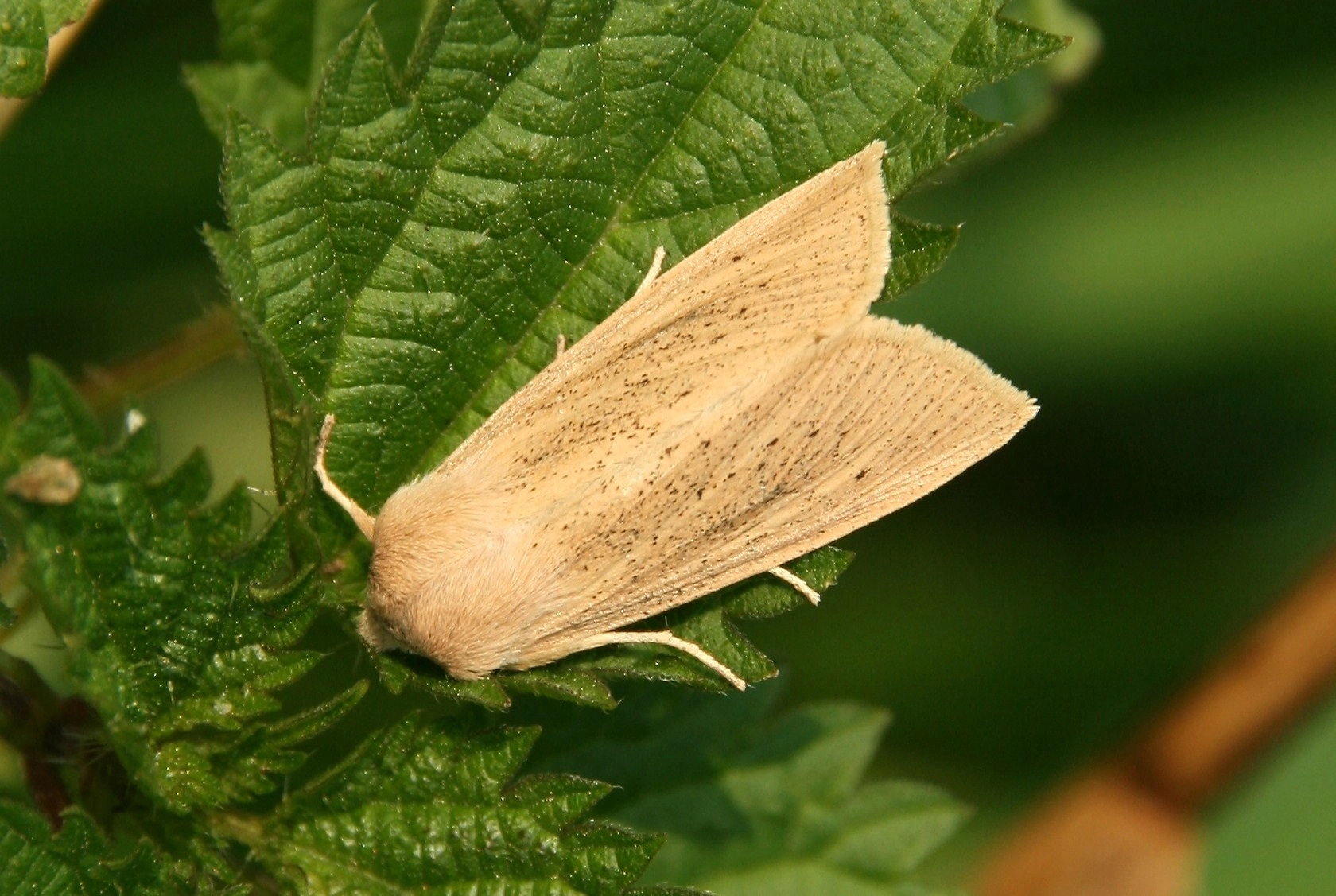 Rhizluto_24450_.jpg