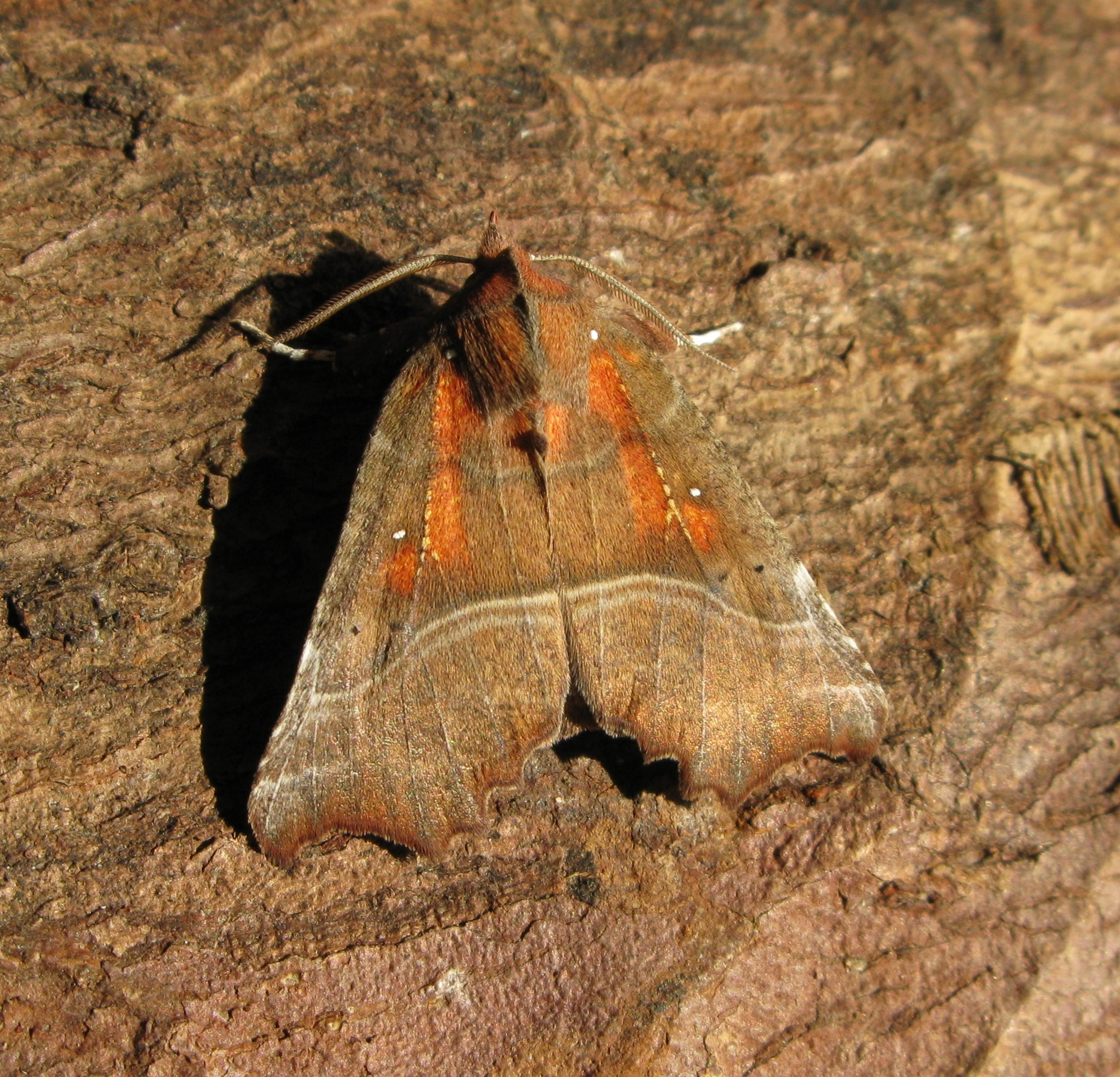 Scolliba_28694_.jpg
