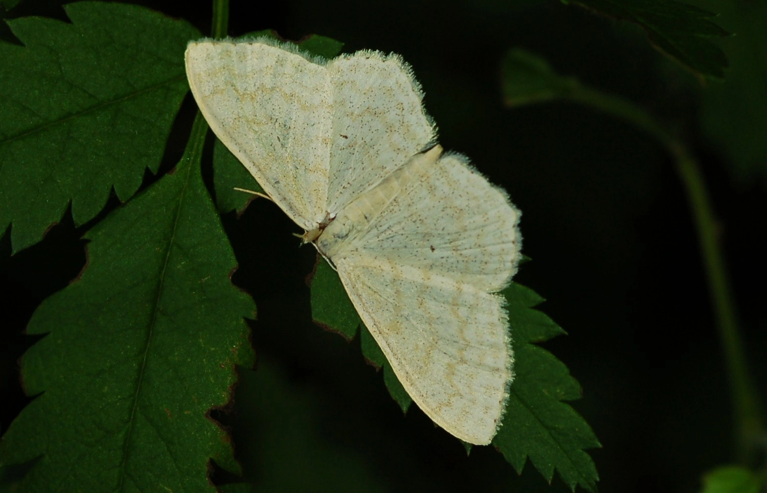 Scopflos_34315_.jpg