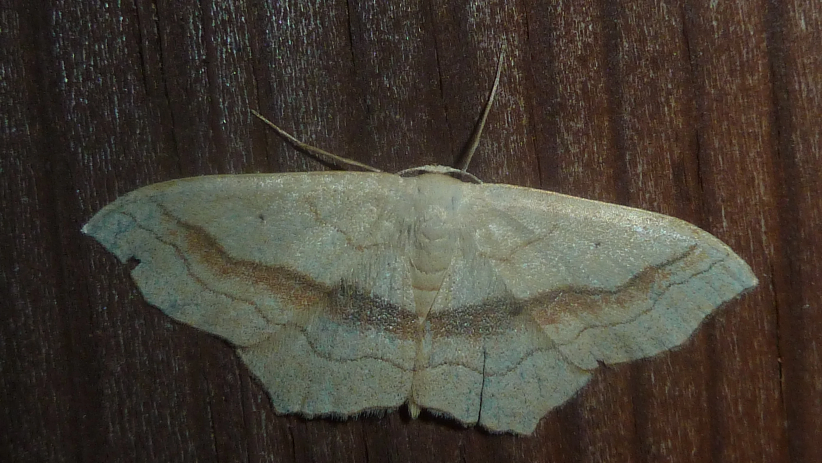 Scopimit_54216_.jpg