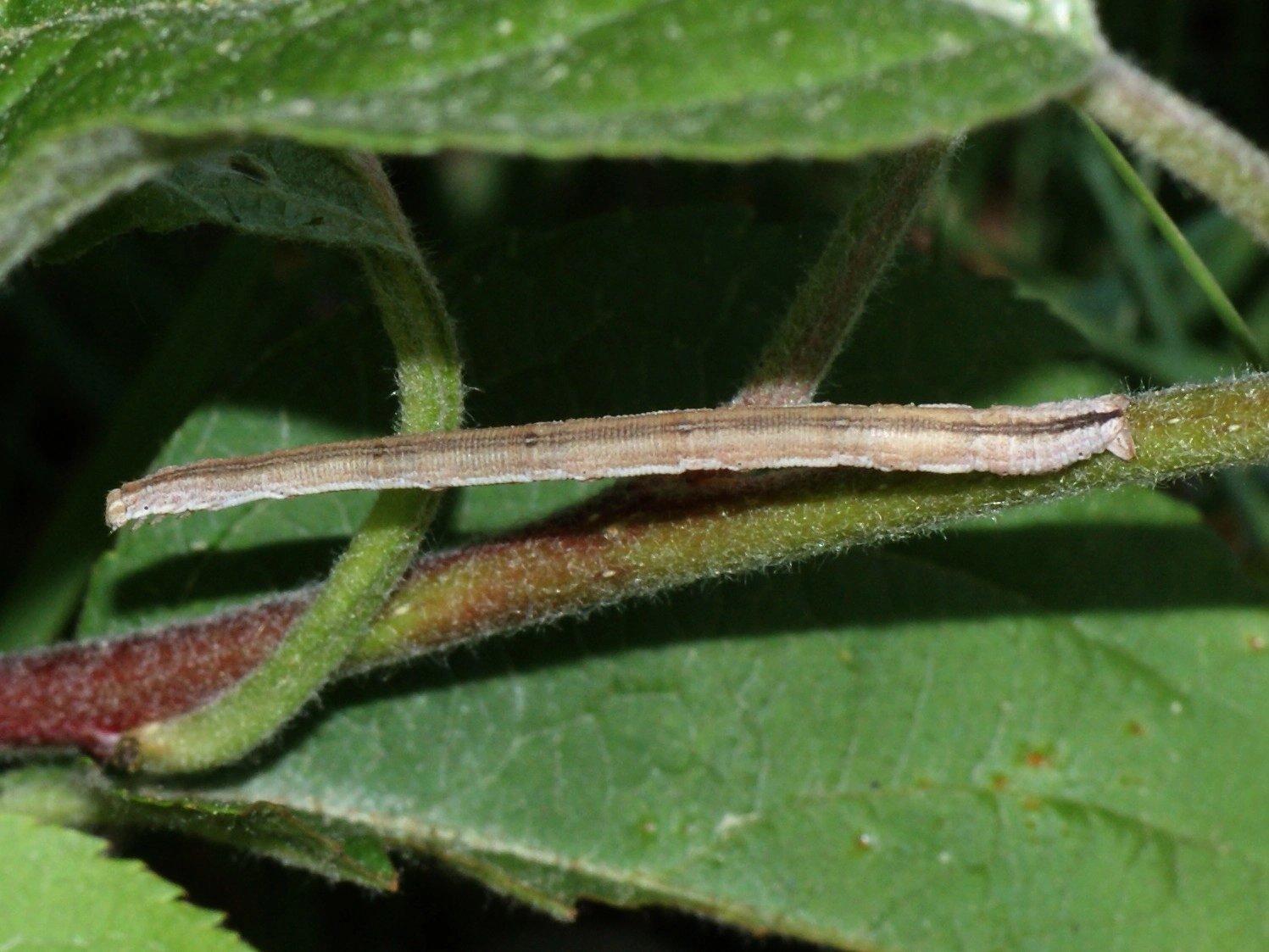 Scopimmu_39112_.jpg