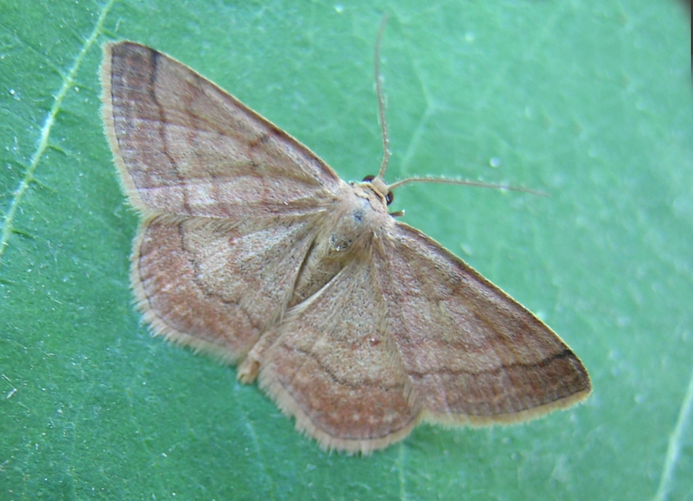 Scoprubi_13366_.jpg