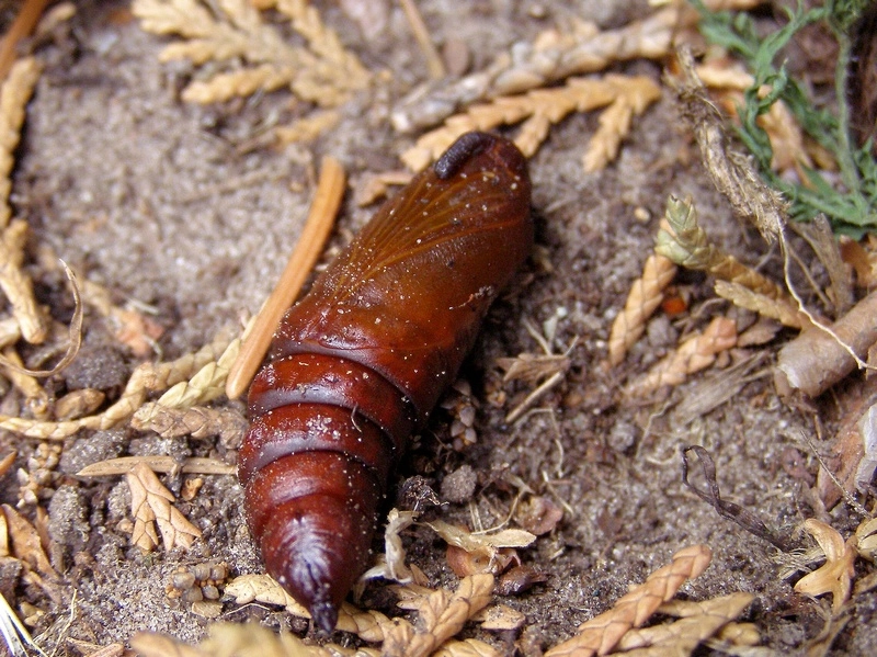 Sphipina_31413_.jpg