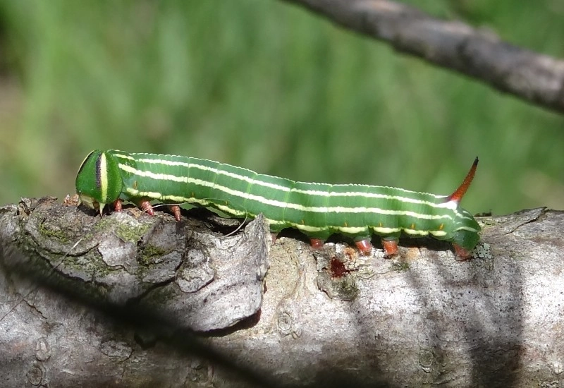 Sphipina_44741_.jpg