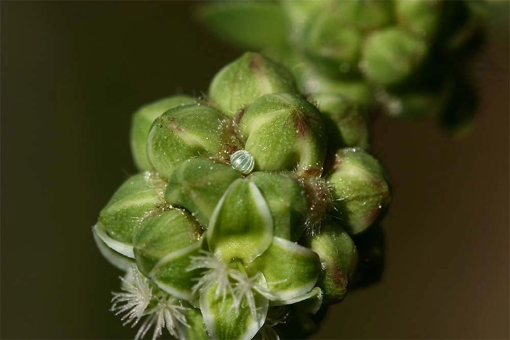 Spiasert_42415_.jpg