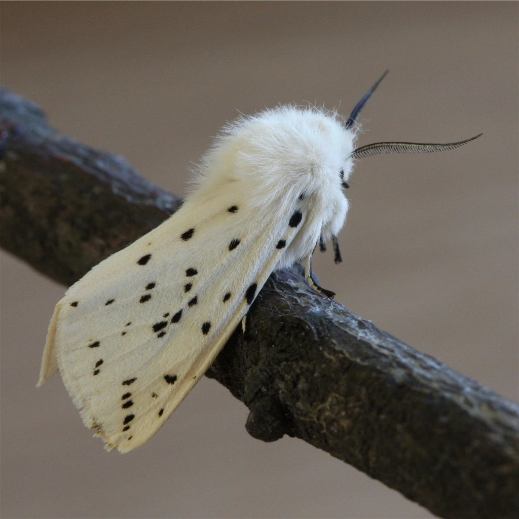 Spillubr_26039_.jpg