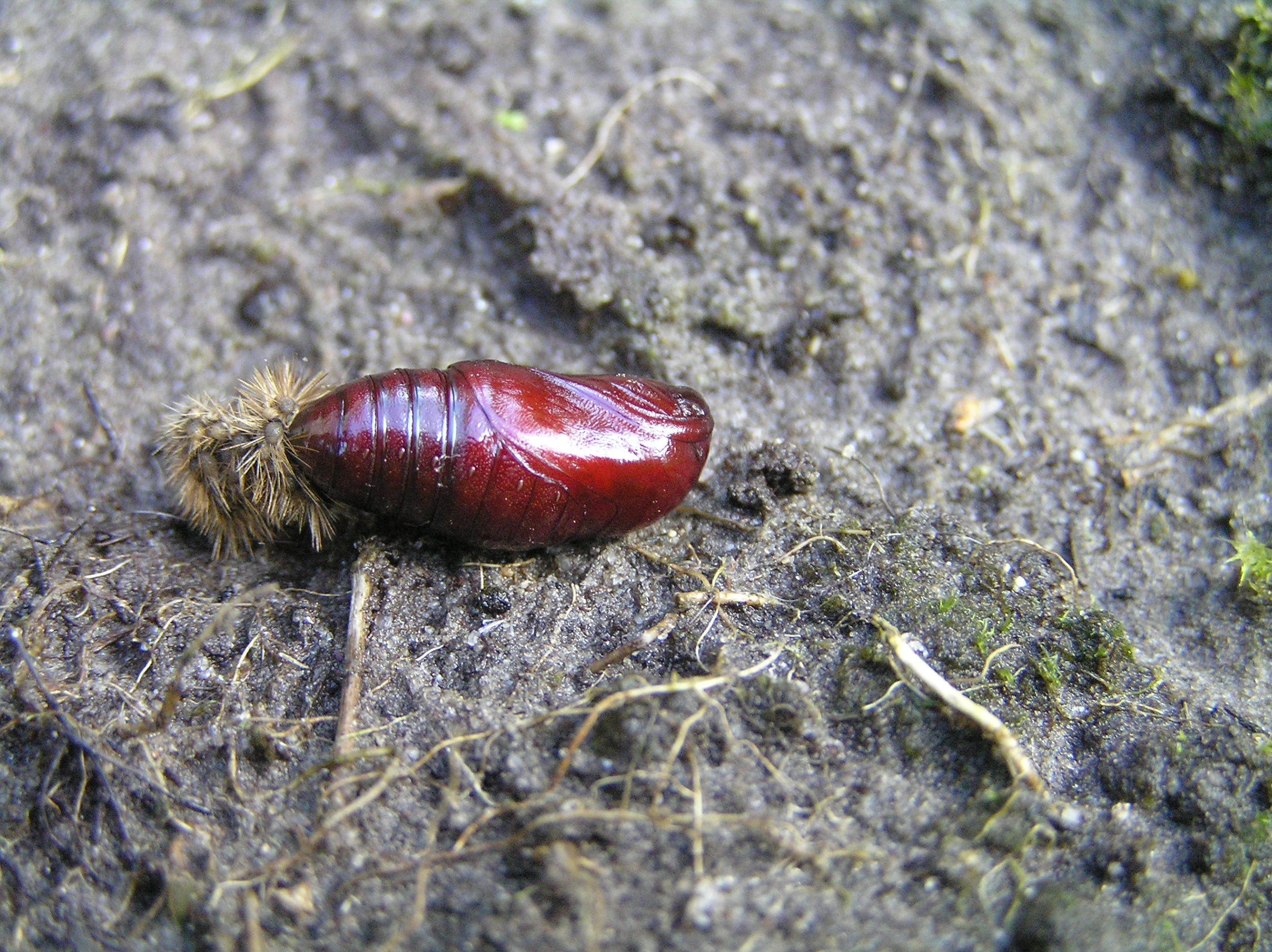 Spillute_54205_.jpg