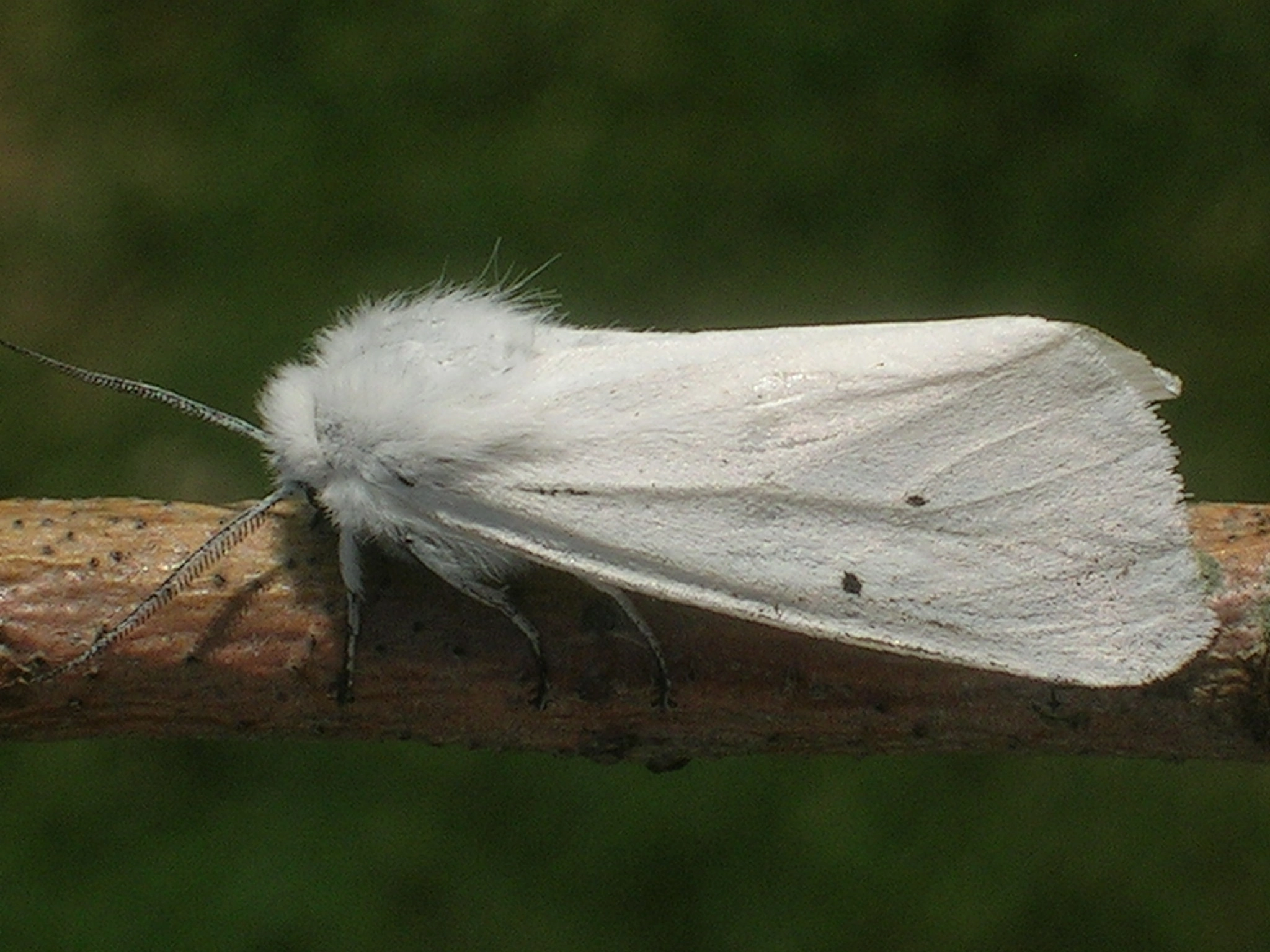 Spilurti_35600_.jpg