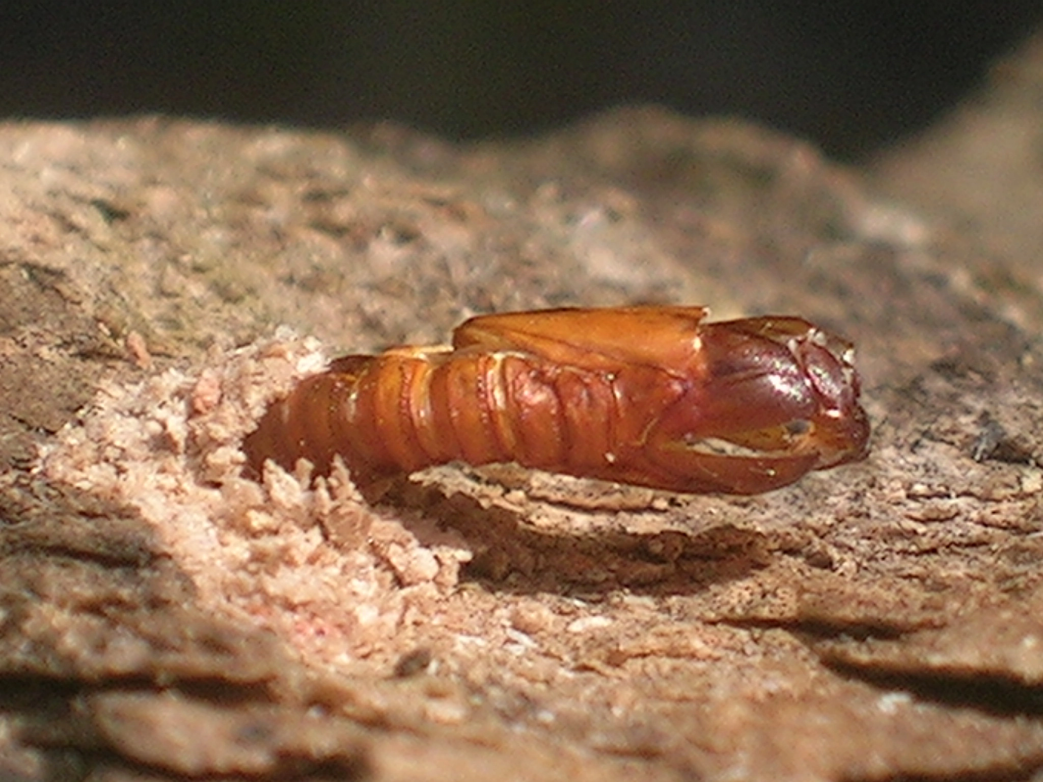 Synaform_35053_.jpg