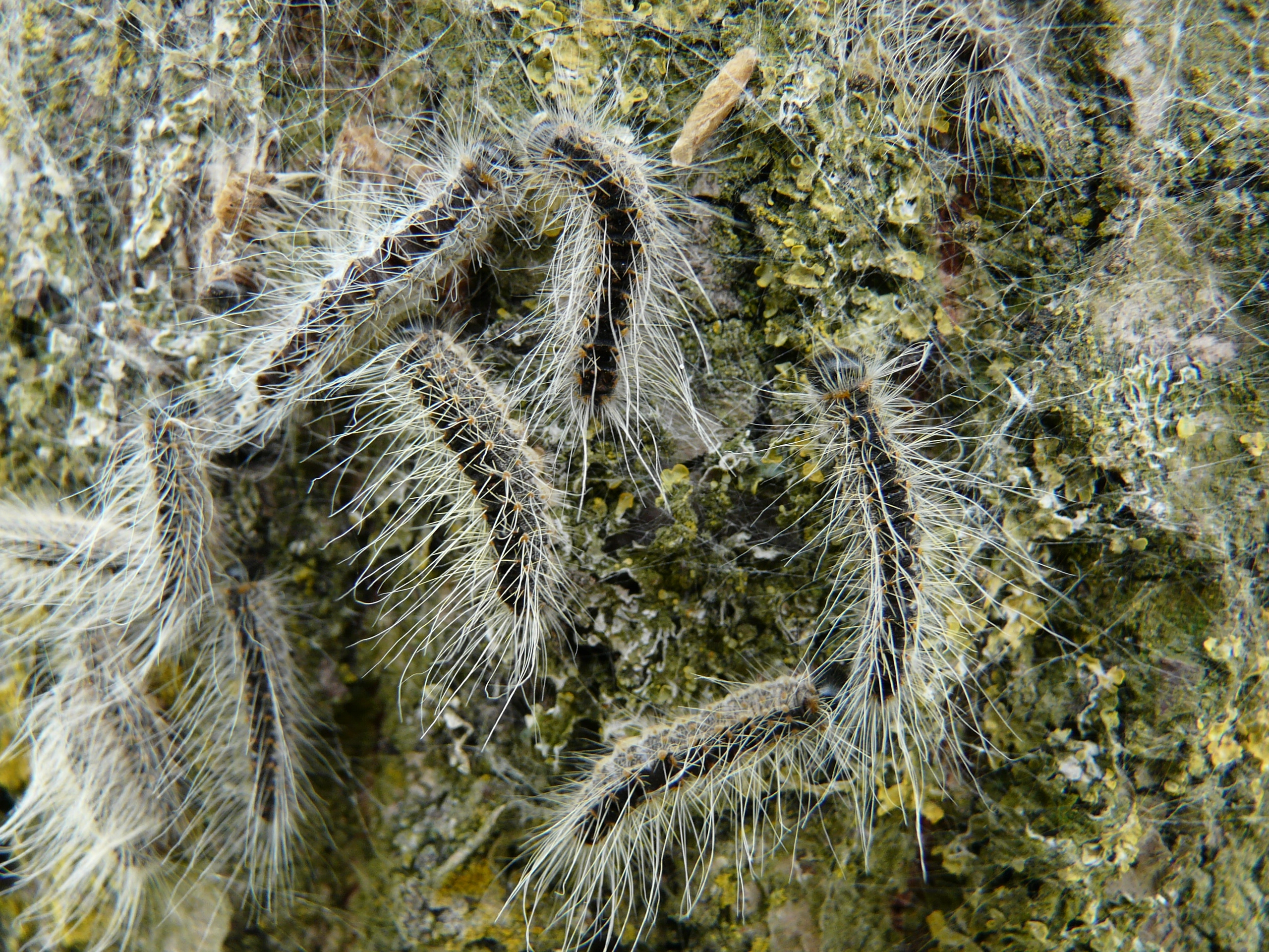 Thauproc_28250_.jpg