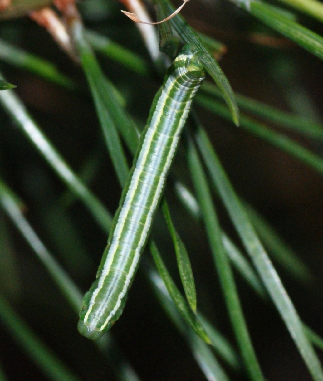 Therobel_36644_.jpg