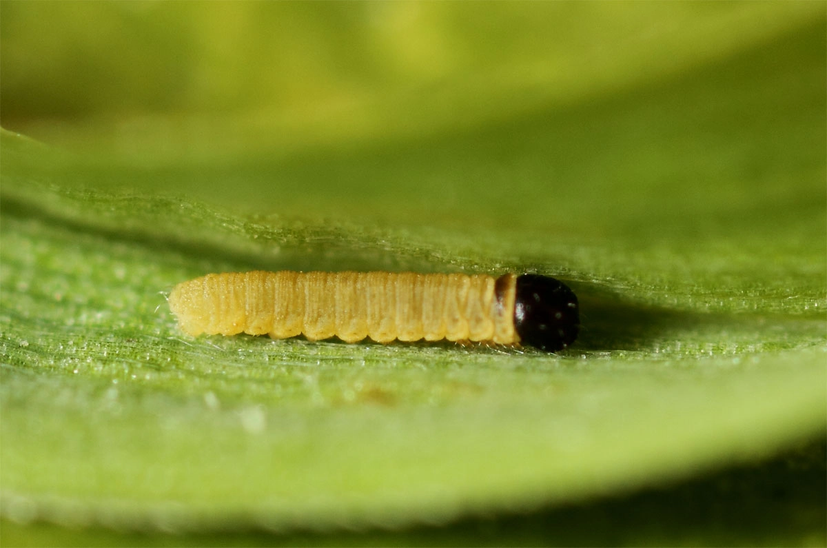 Thymline_50111_.jpg